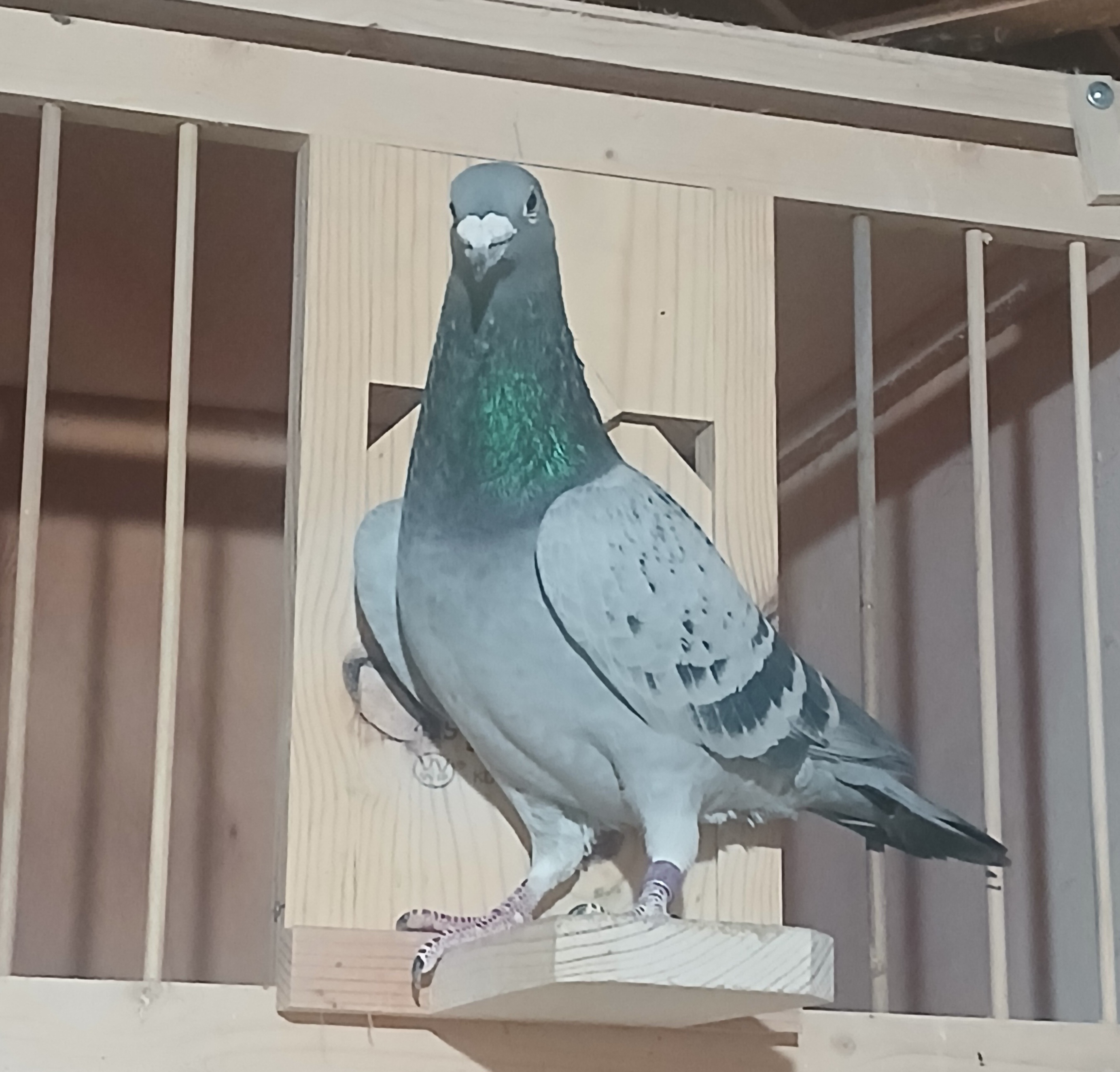 SUPER SUPER NICE BC COCK 