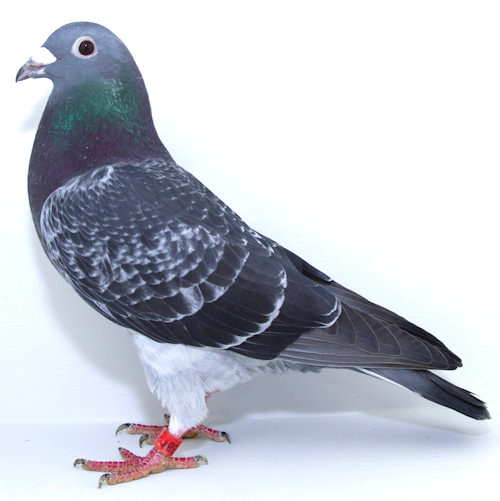 AU 21 SKY 165 DARK CHECK COCK