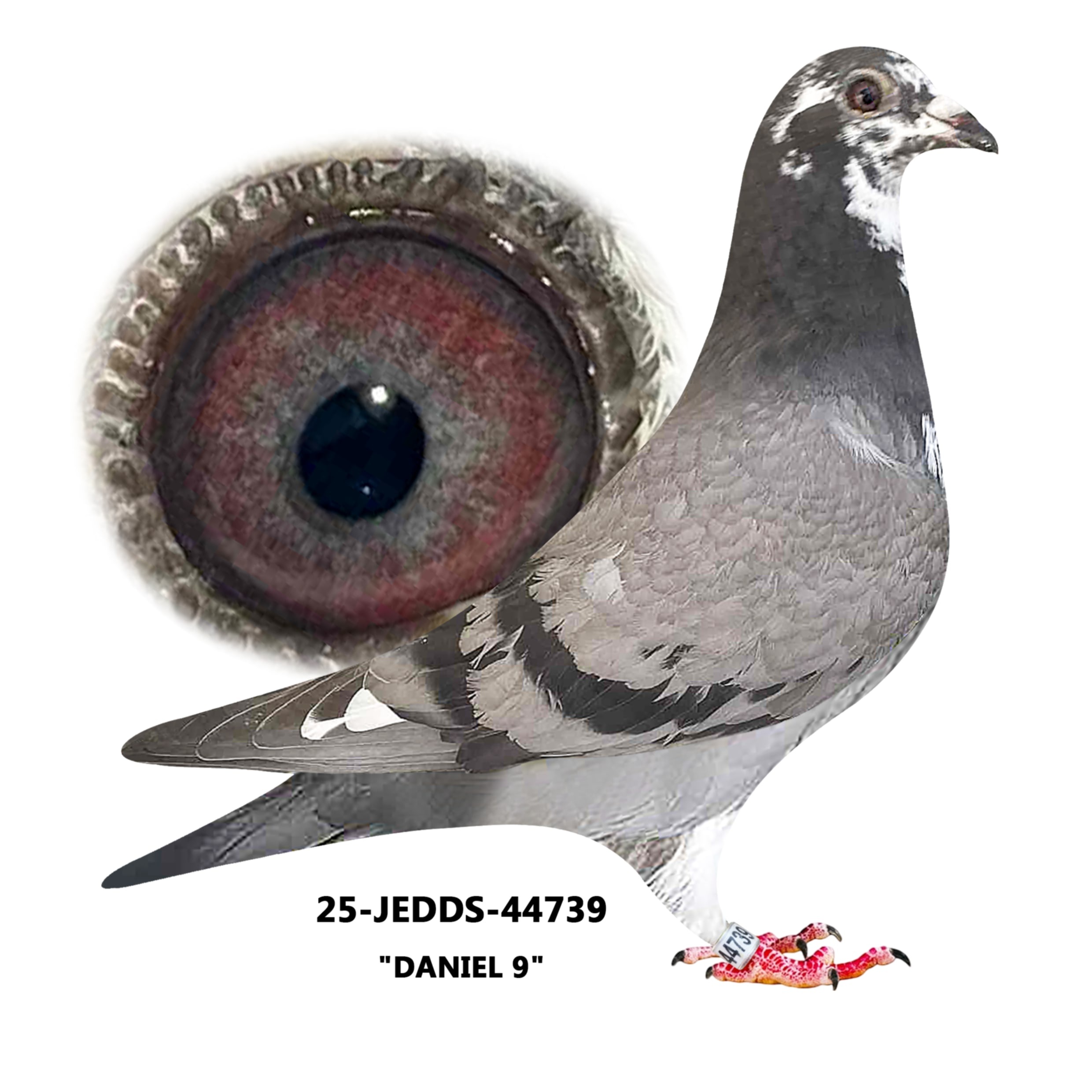 25-JEDDS-44739  Pied Cock.