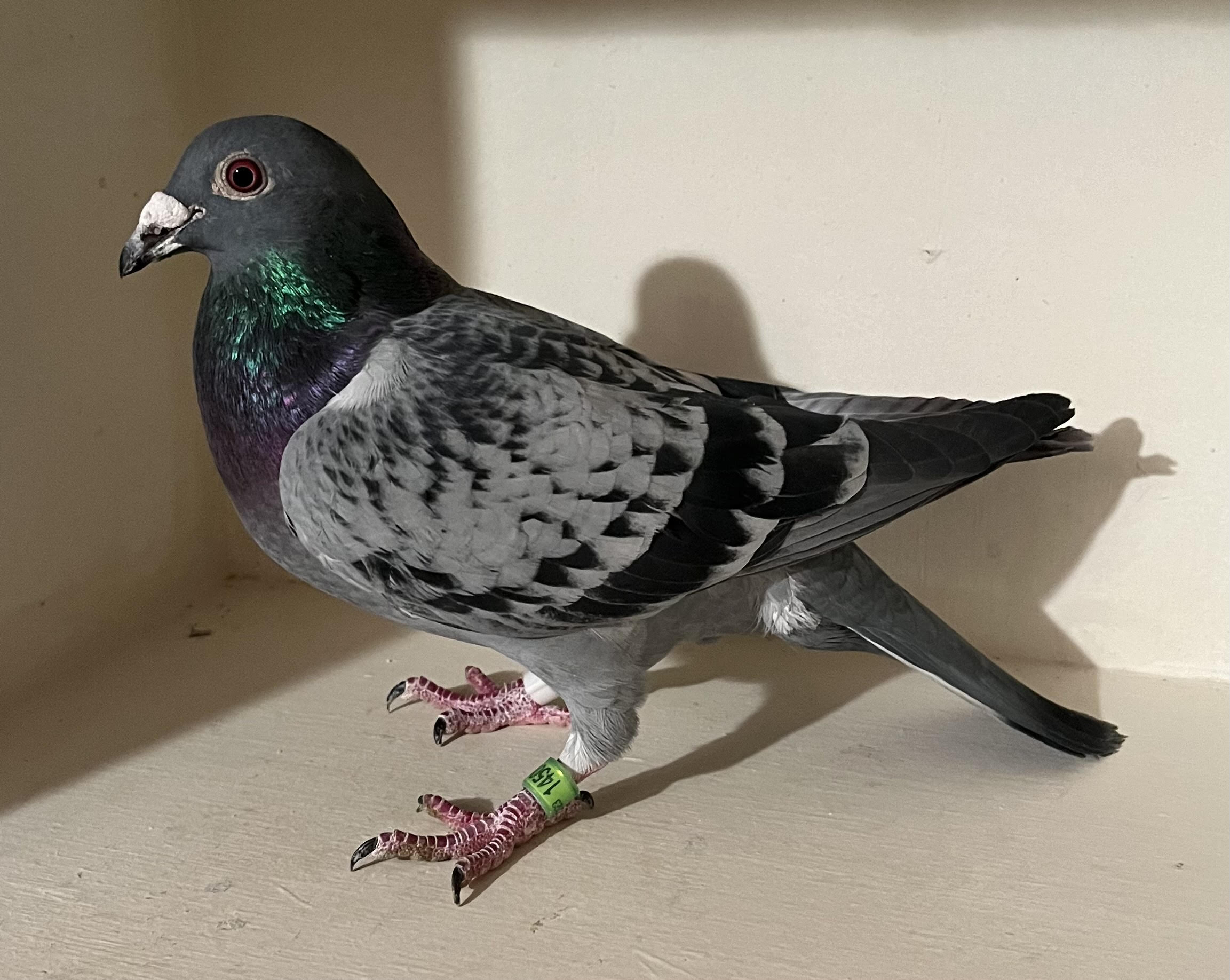 AU-23-AA14501 BC Cock