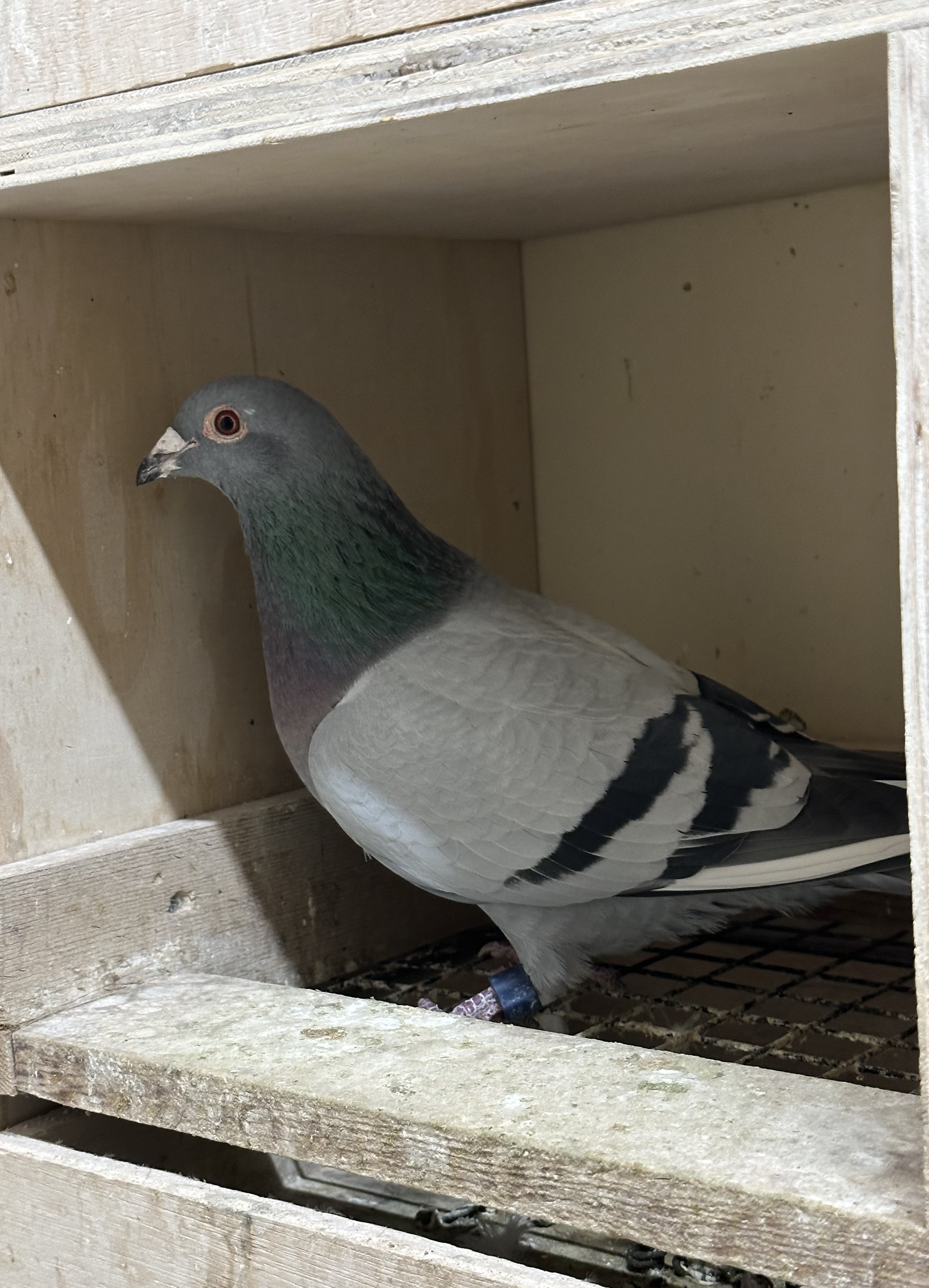 Crooked River Race Hen