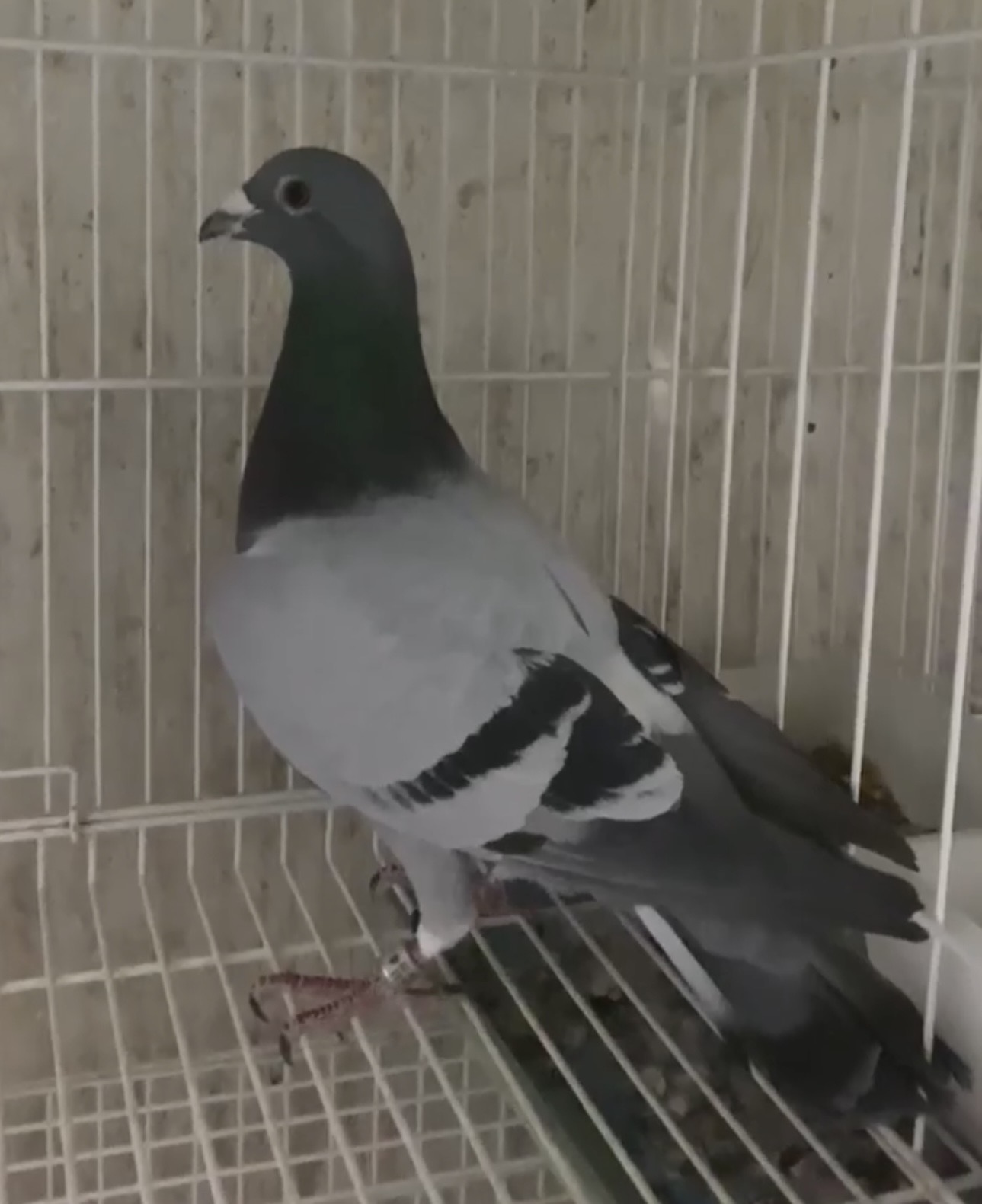 TENTIL Direct Son KW, 29th Cuevas, Full Sis Eq1st 10th Florida Derby 