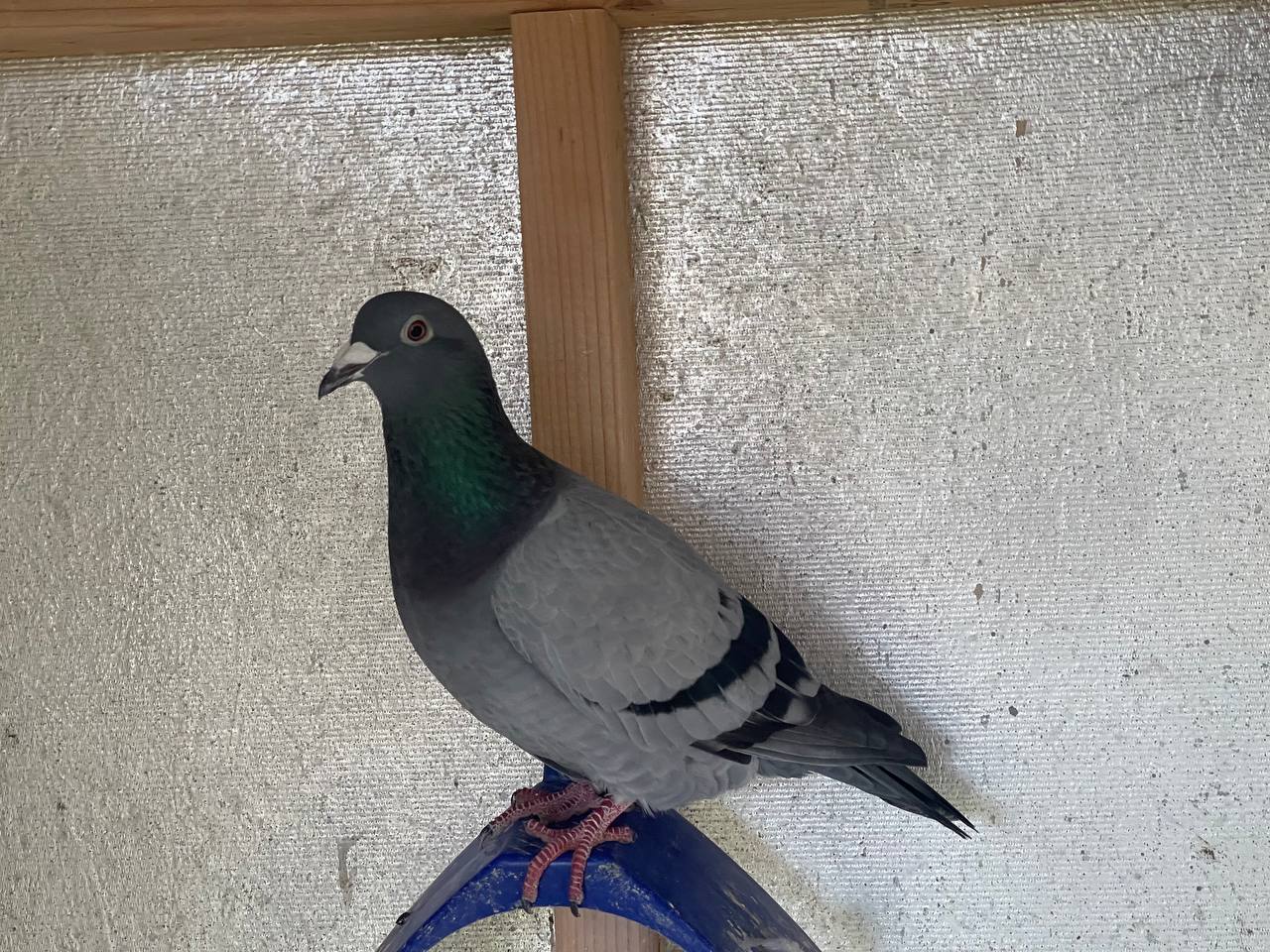 AU-ARPU-22-5658 BB H