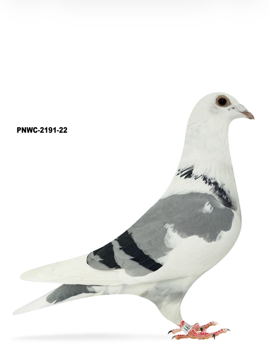 PNWC-2191-22 KOLV BBPIE Hen