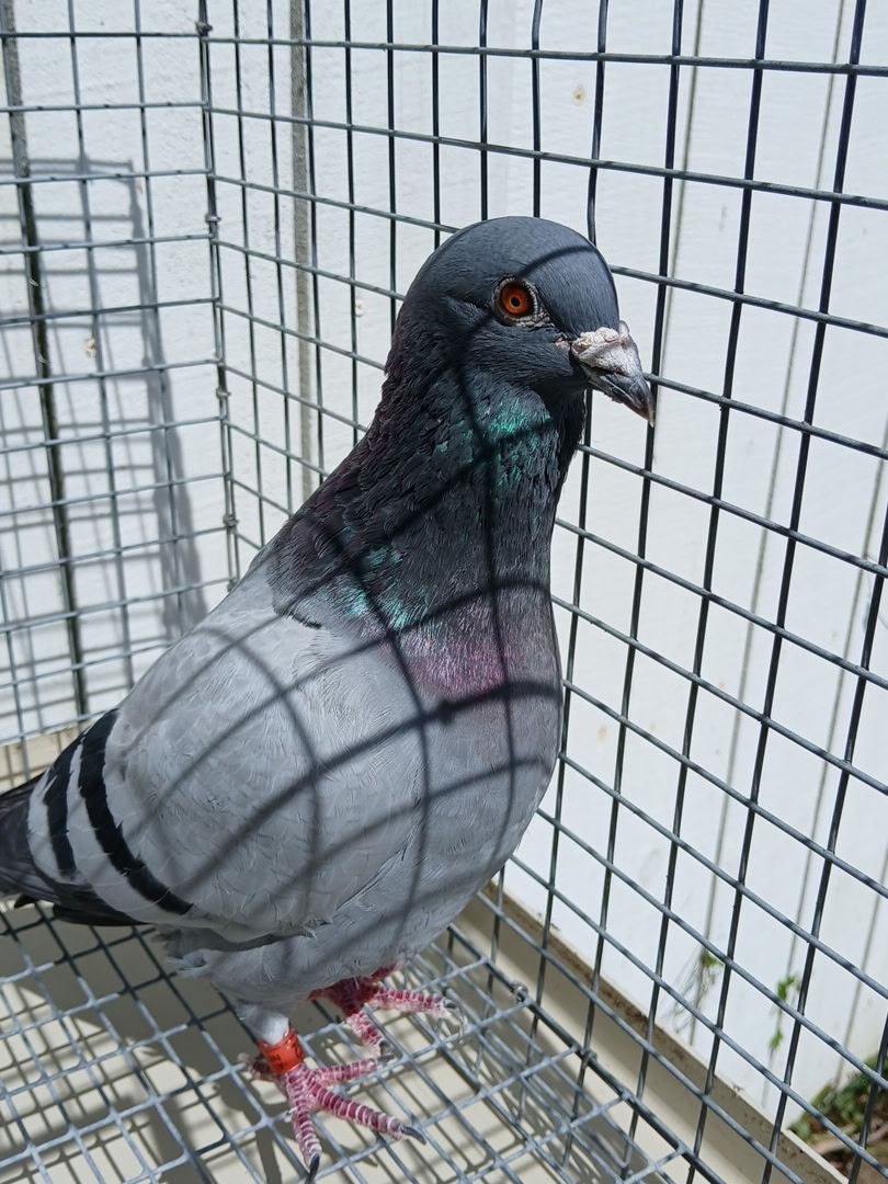 AU 21 NEL 21082 BB Super Vanloon Breeding Cock 