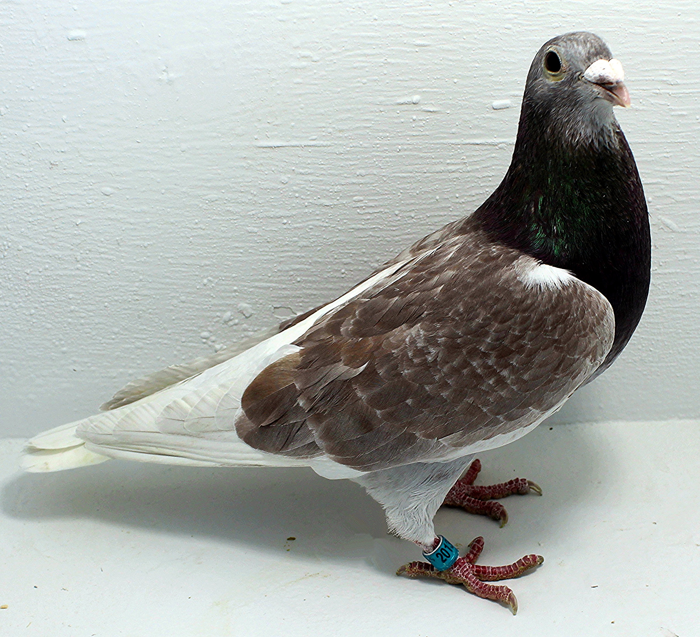 AU 20137 FOYS 2025 Pure Paul Sion