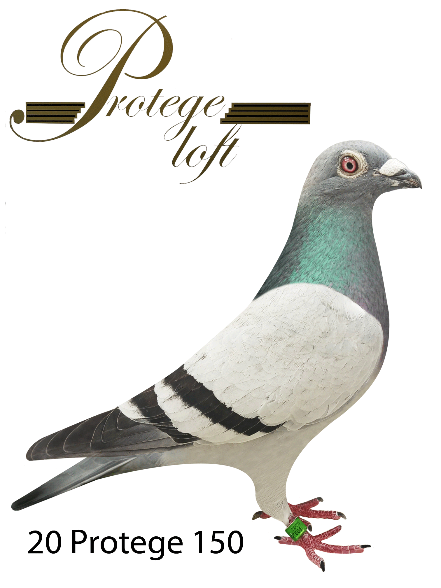 20 PROTEGE 150 - BLUE BAR -HEN