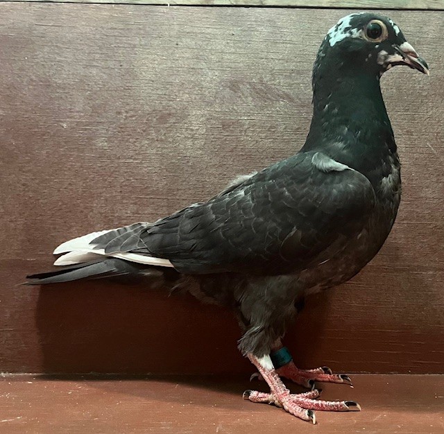 LATE HATCH YOUNG BIRD OFF IMPORT