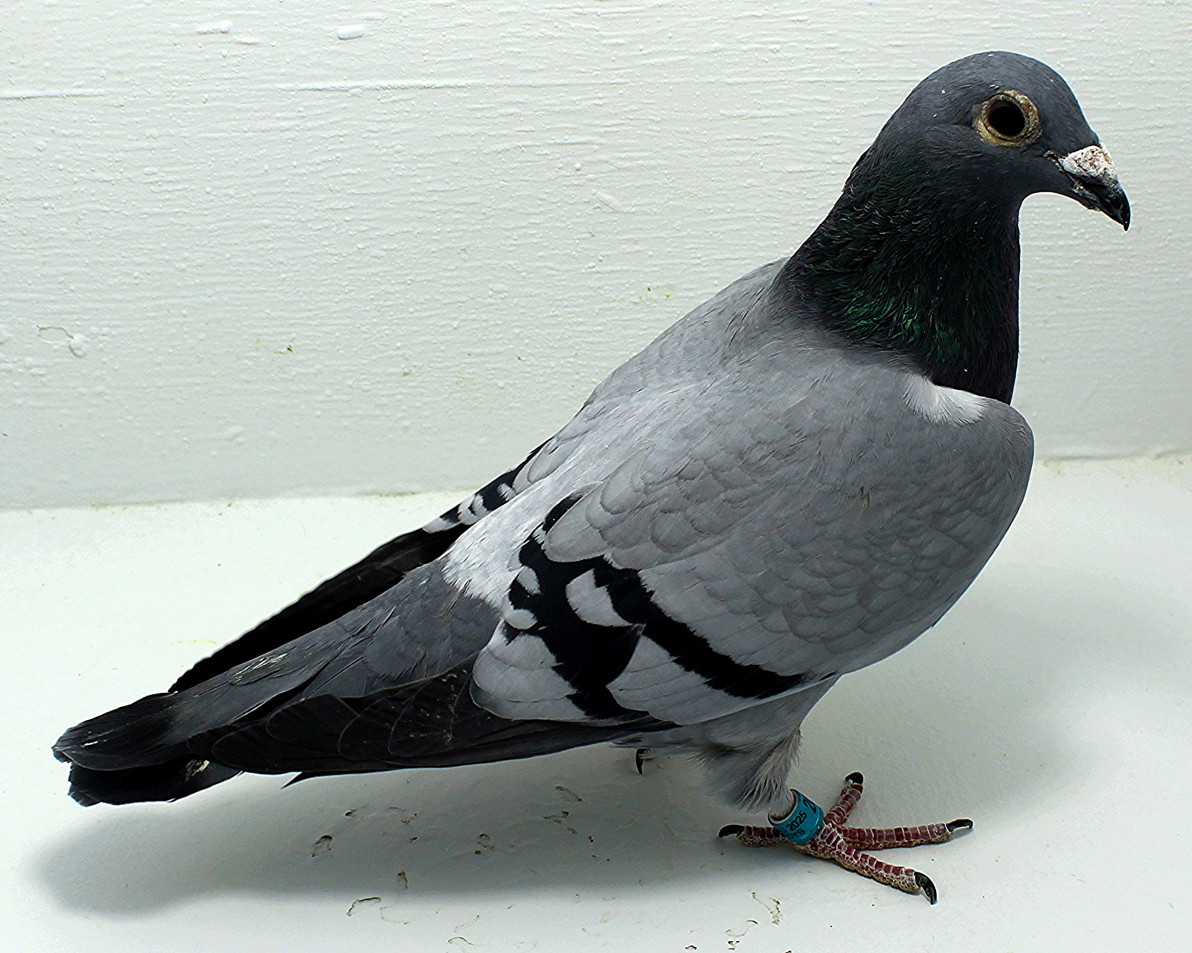 AU 20024 Foys 2025 Pure Paul Sion