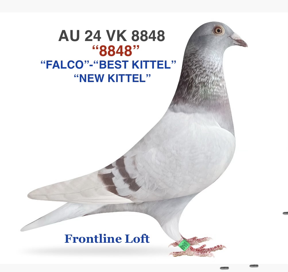 "FALCO"-"BEST KITTEL"
"NEW KITTEL"   DIRK VAN DEN BULK 
