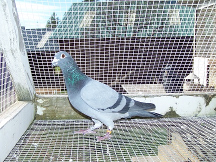 AU 2025 JEDDS "4603"