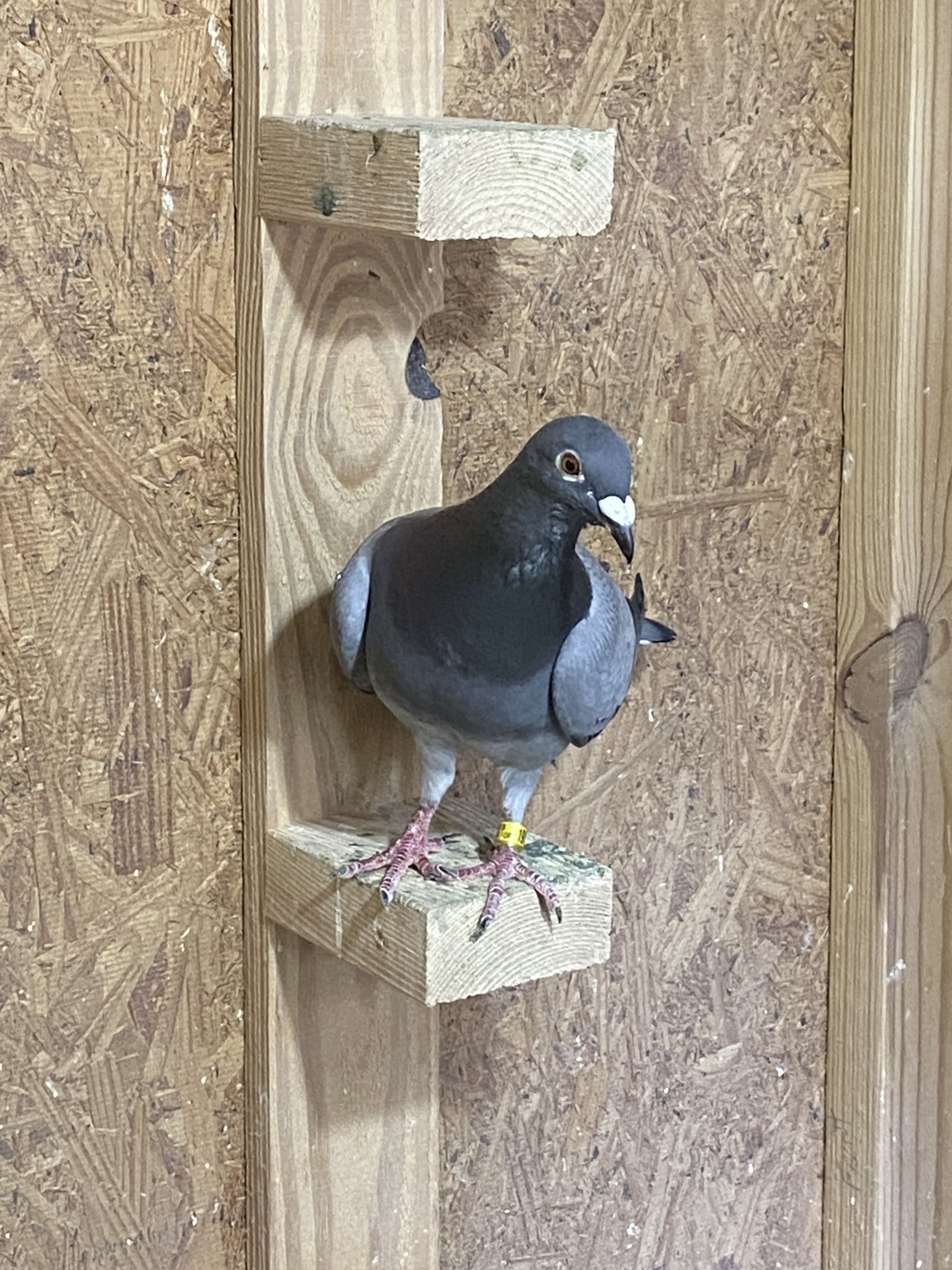 AU 2019 SHOG 19113 HEN