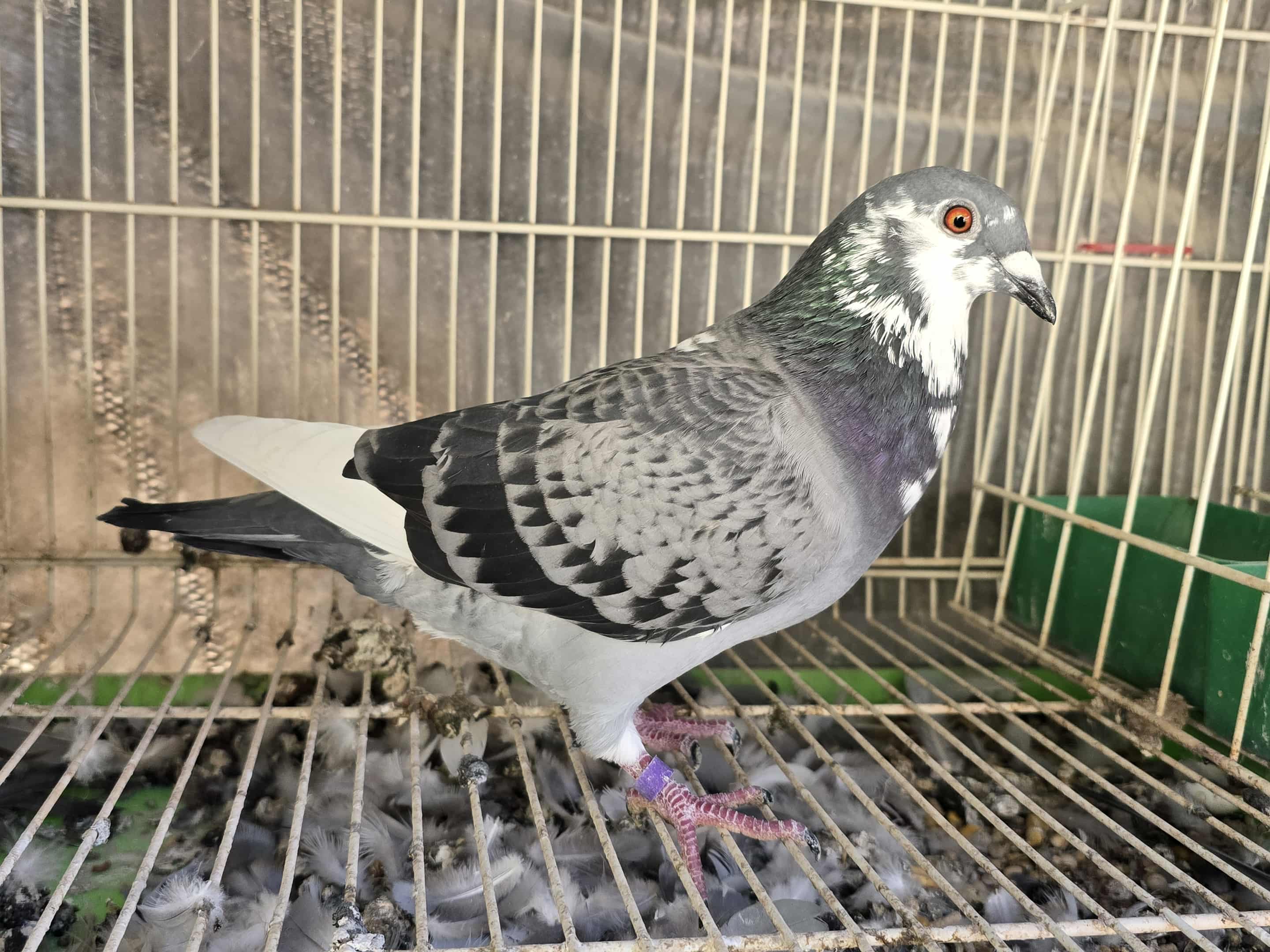 AU 25 NDVR 34 (Hen) 