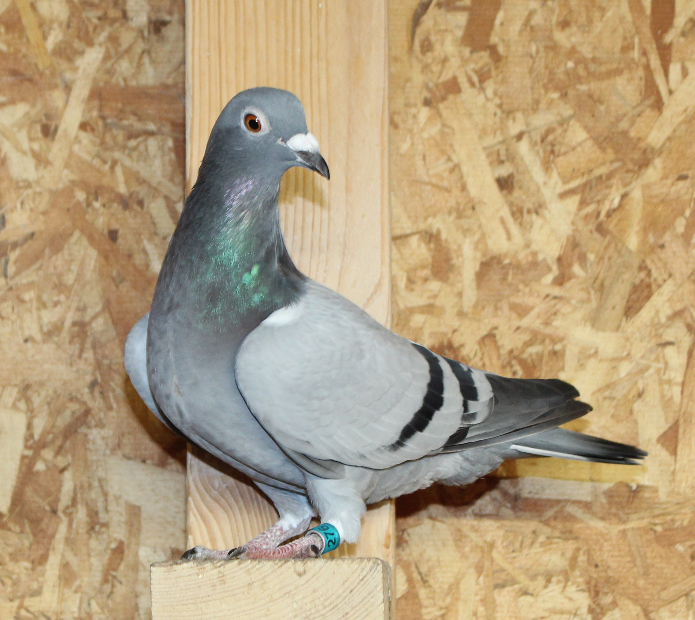 Inbred Kannibaal x Inbred Rudi de Saer