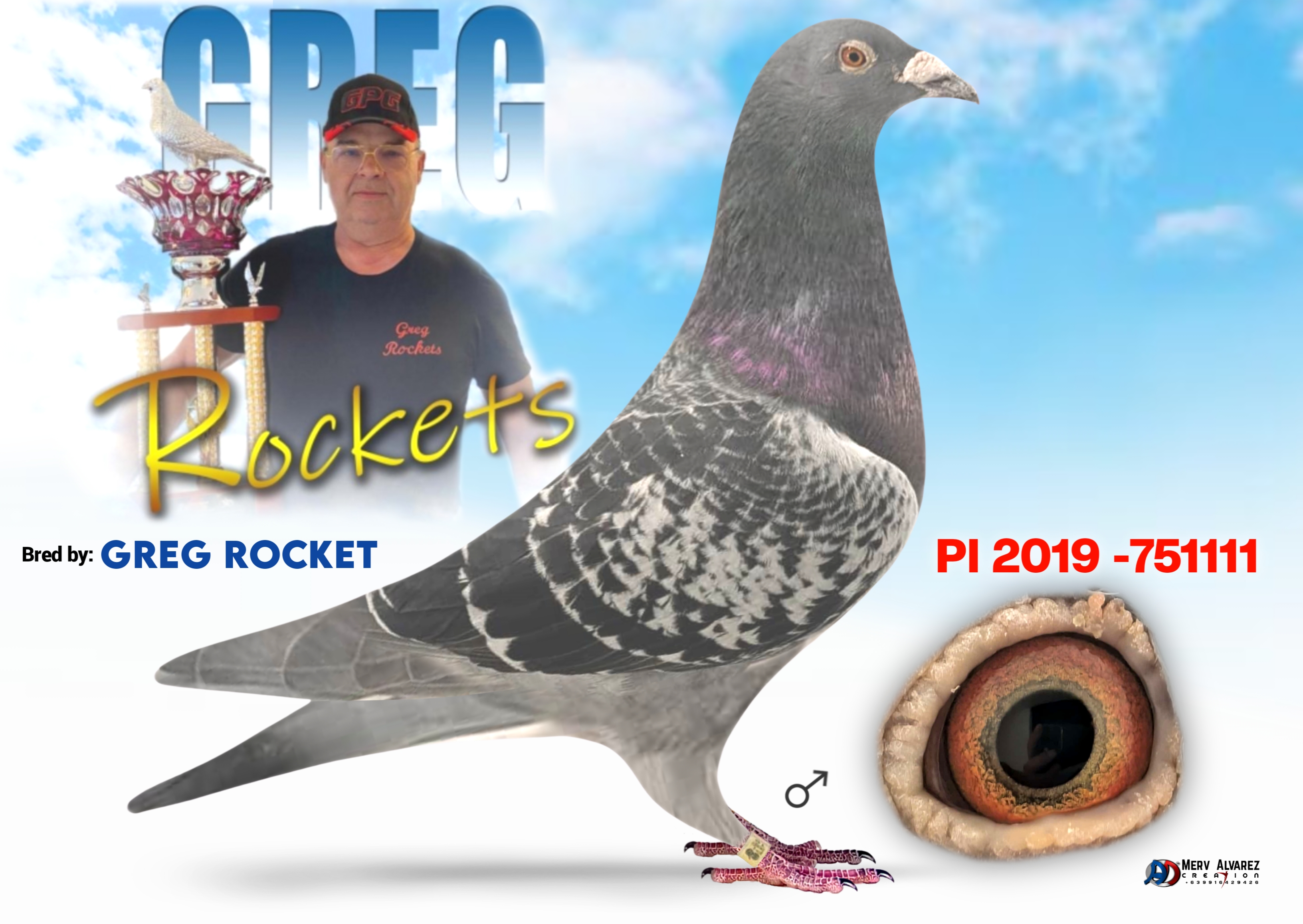 iPigeon.com - Racing Pigeon Auction