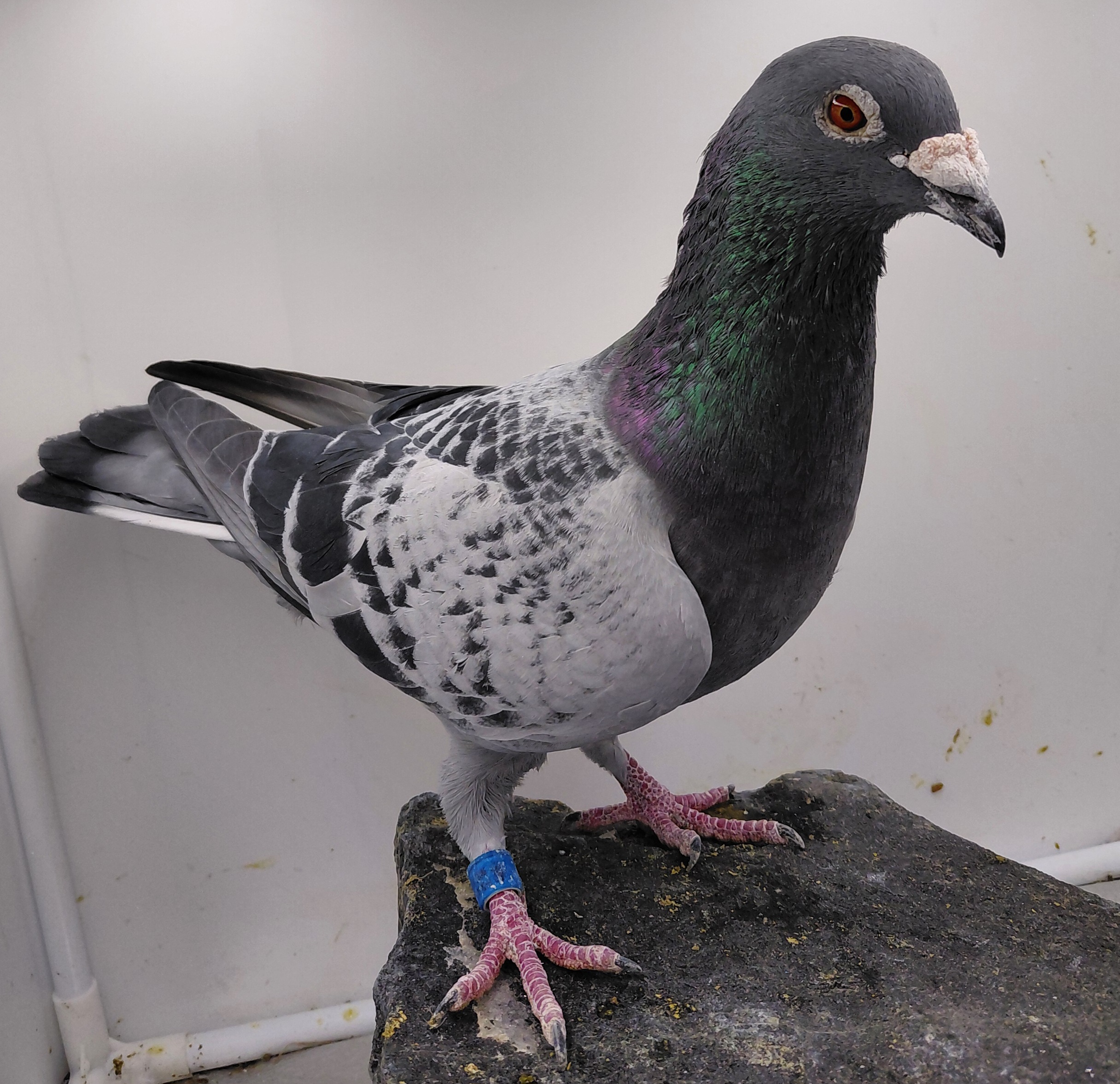 FMC 07424-21 BC COCK