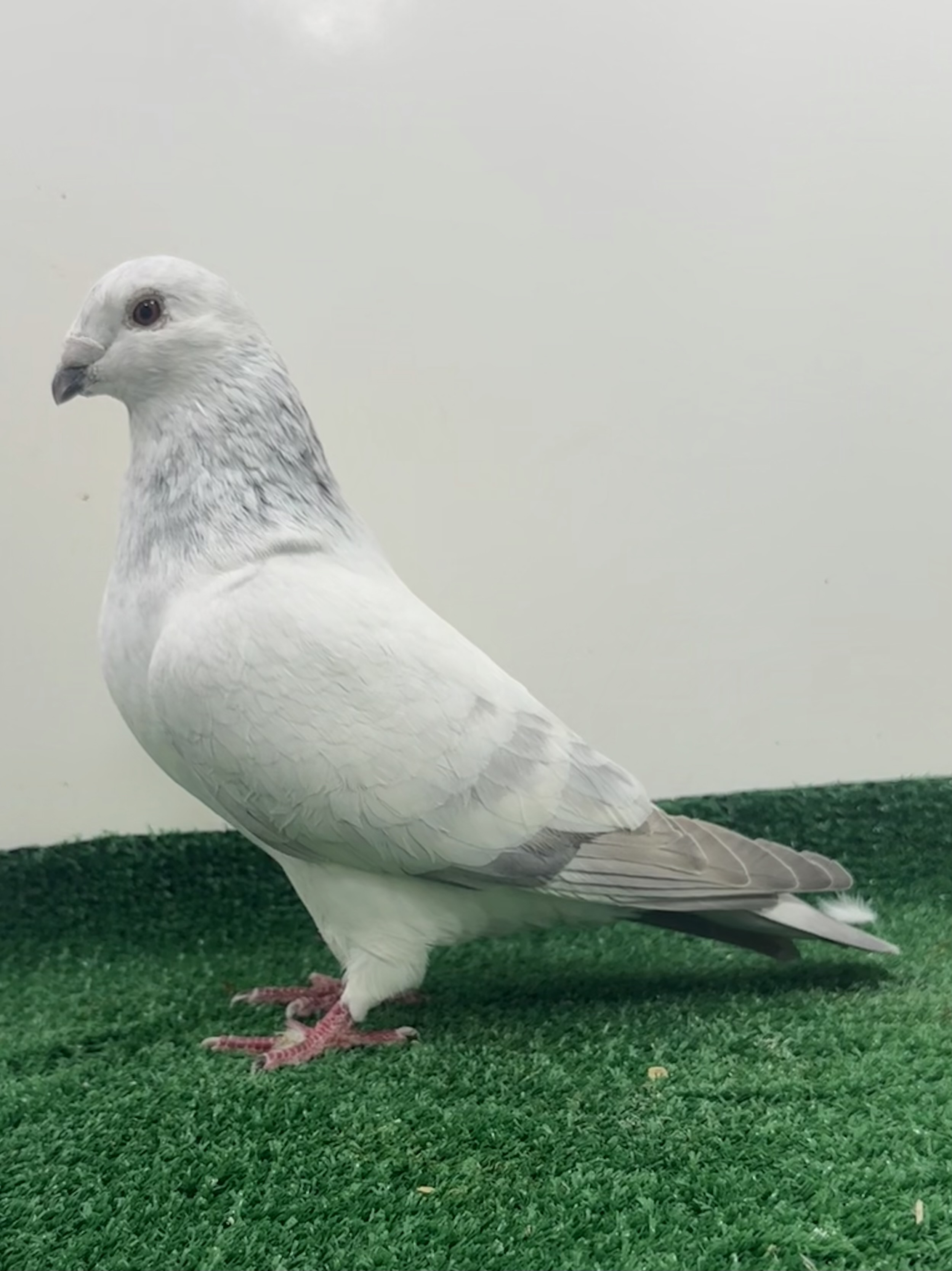 Powder blue Grizzle cock -22