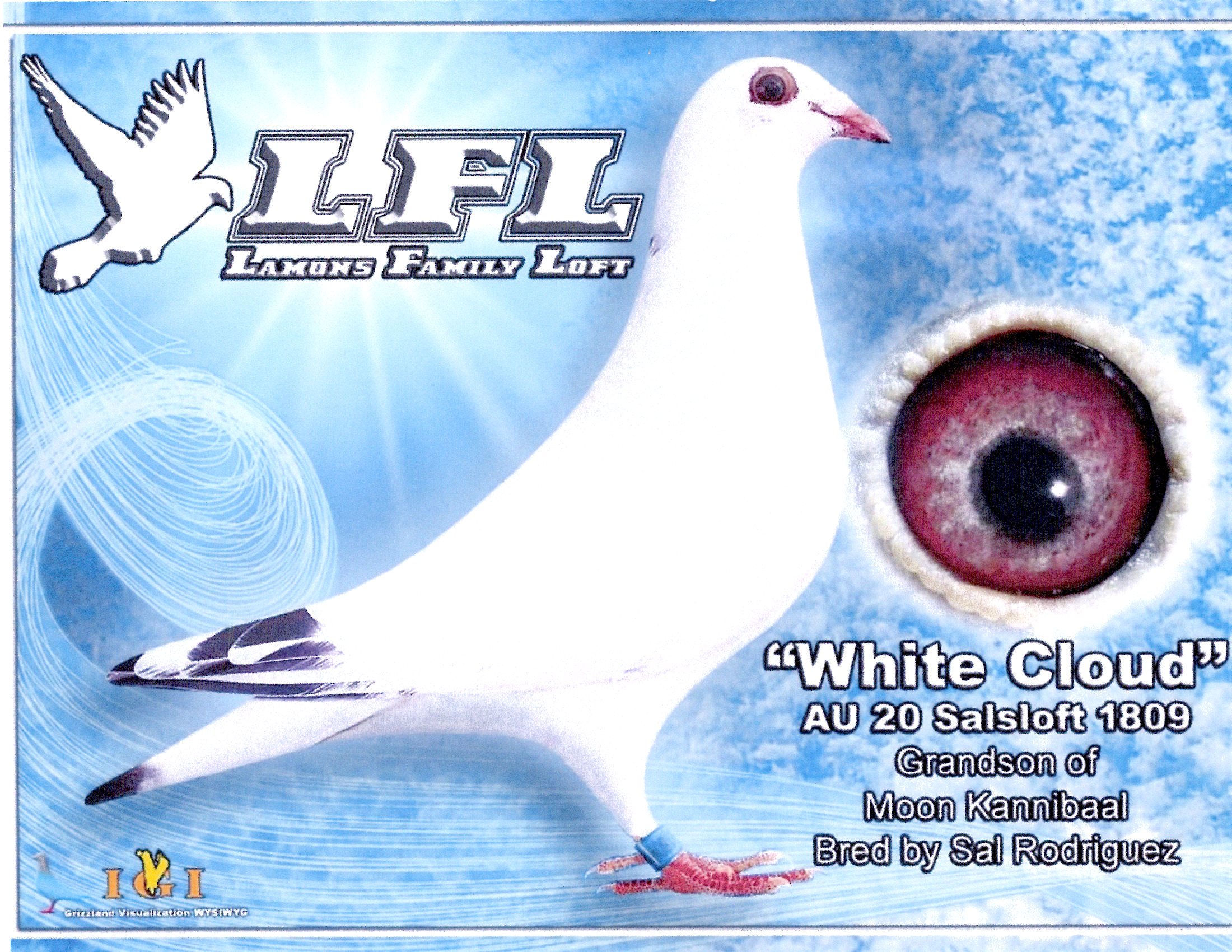 VITA KING 2211-22 BB COCK