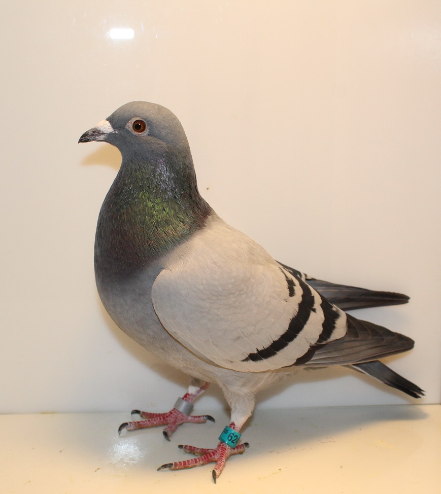 AU 25 GBW 624 BB COCK