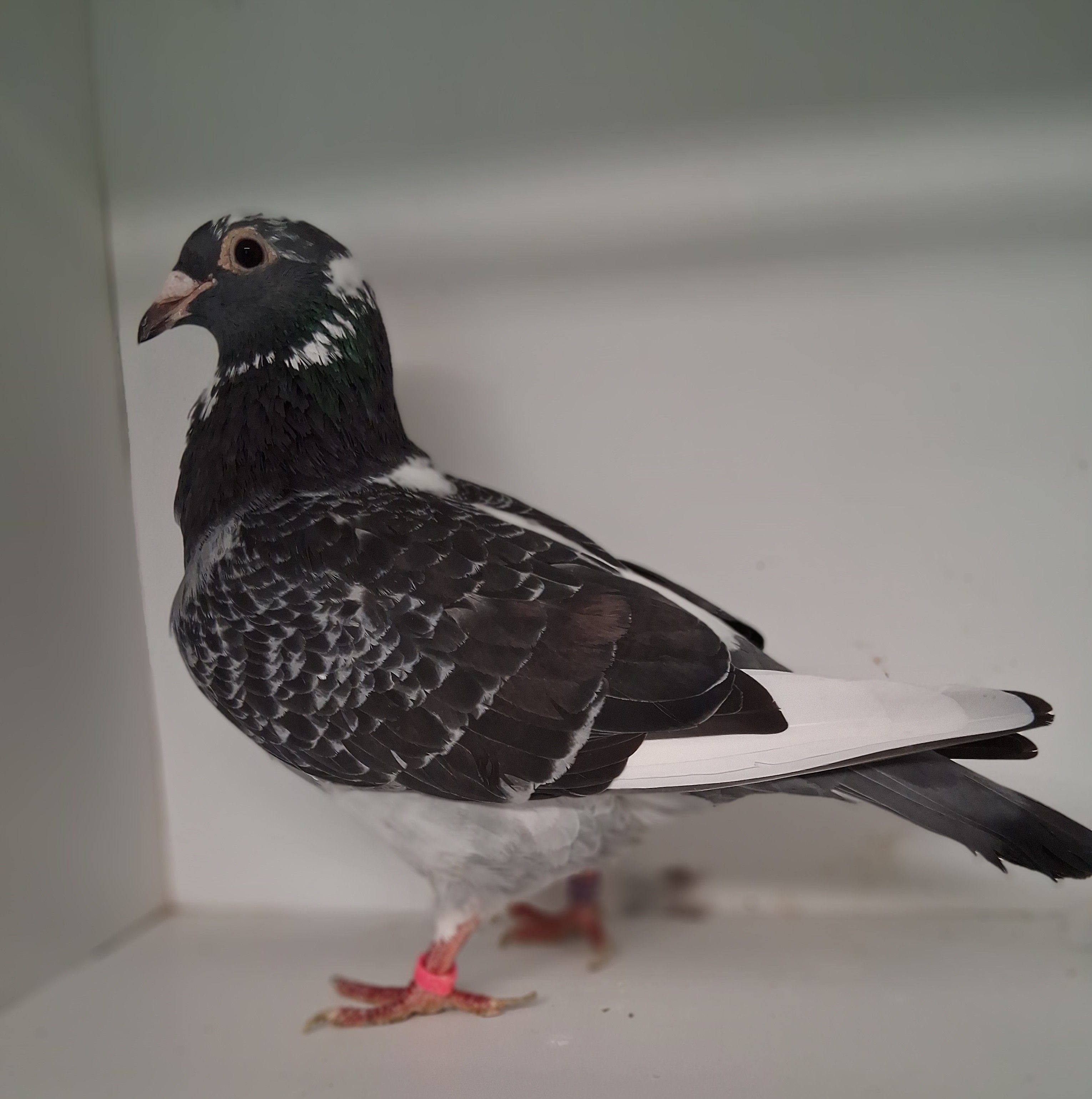 AU 16 JEDDS 763 Dark Splash Hen
