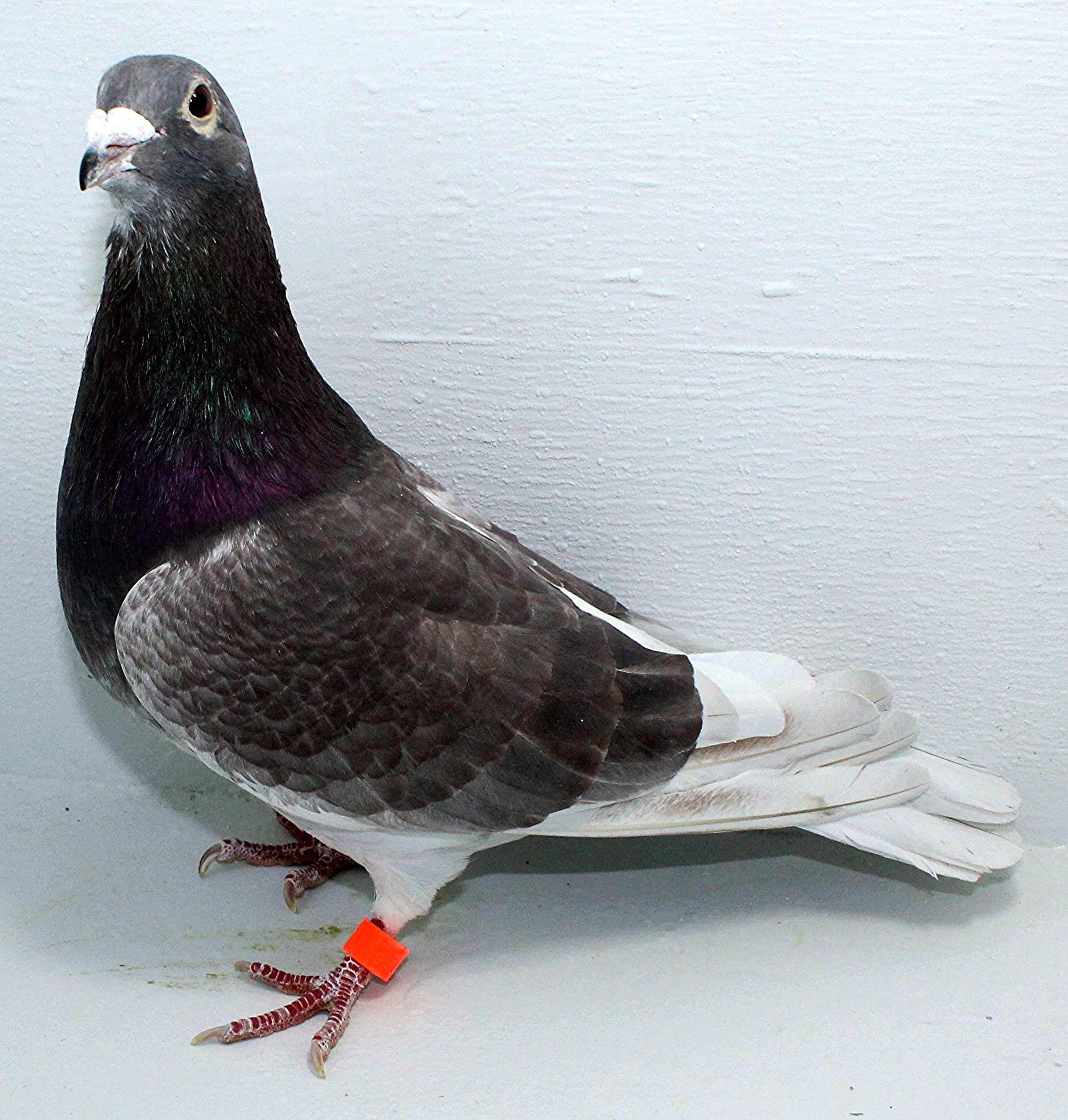 AU 20143 FOYS 2025 Pure Paul Sion