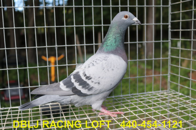 iPigeon.com - Racing Pigeon Auction