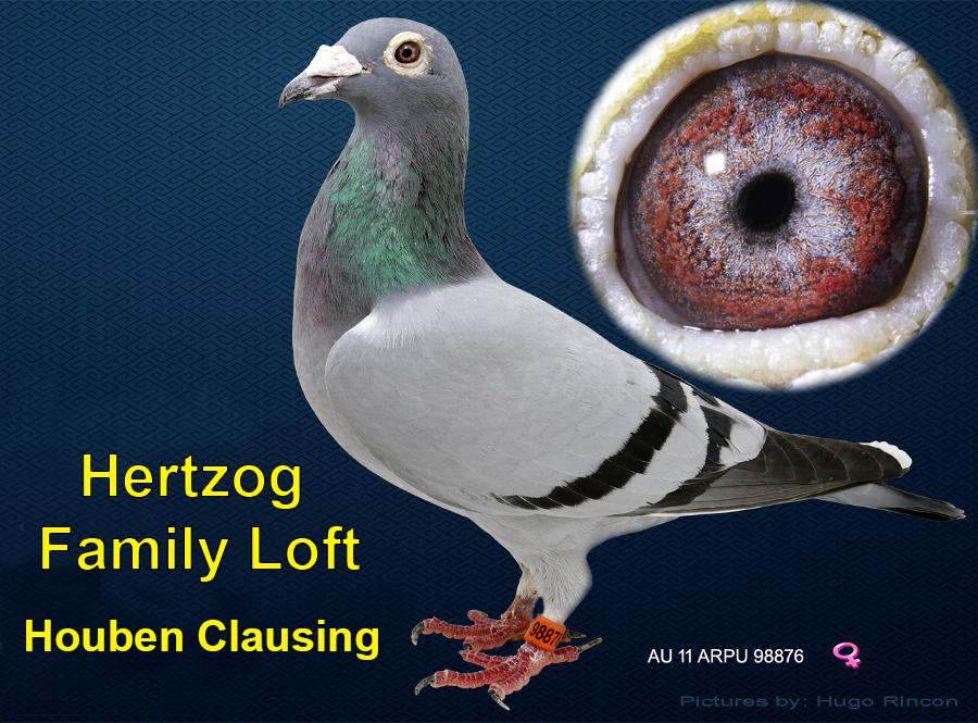 『The Pigeon』 iPigeon.com - Racing Pigeon Auction