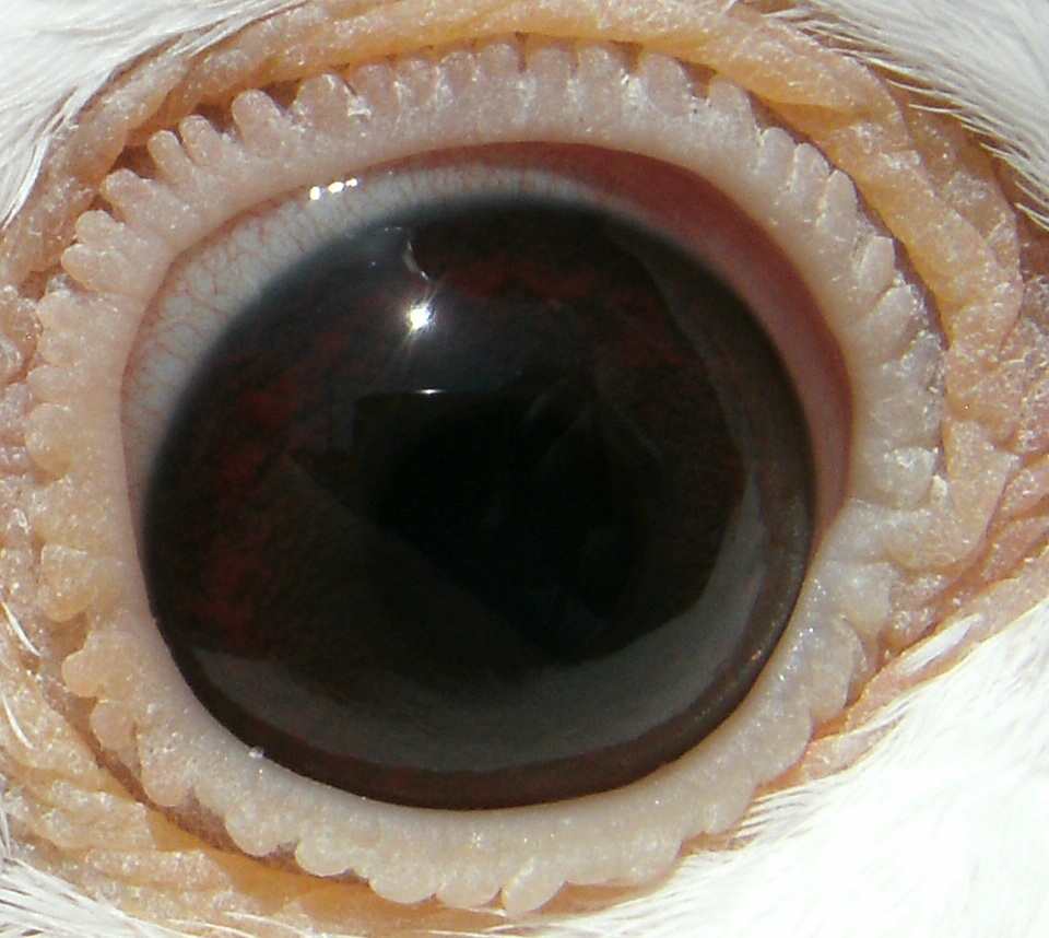 Preview Image 5