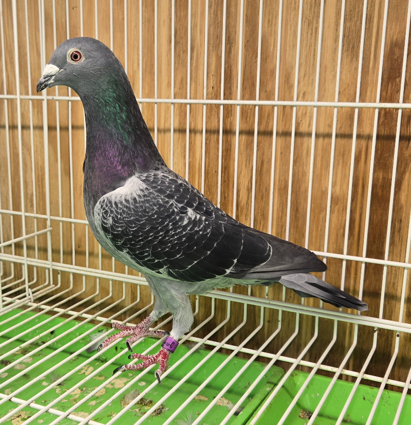 PETERS-43-2024 DC Hen