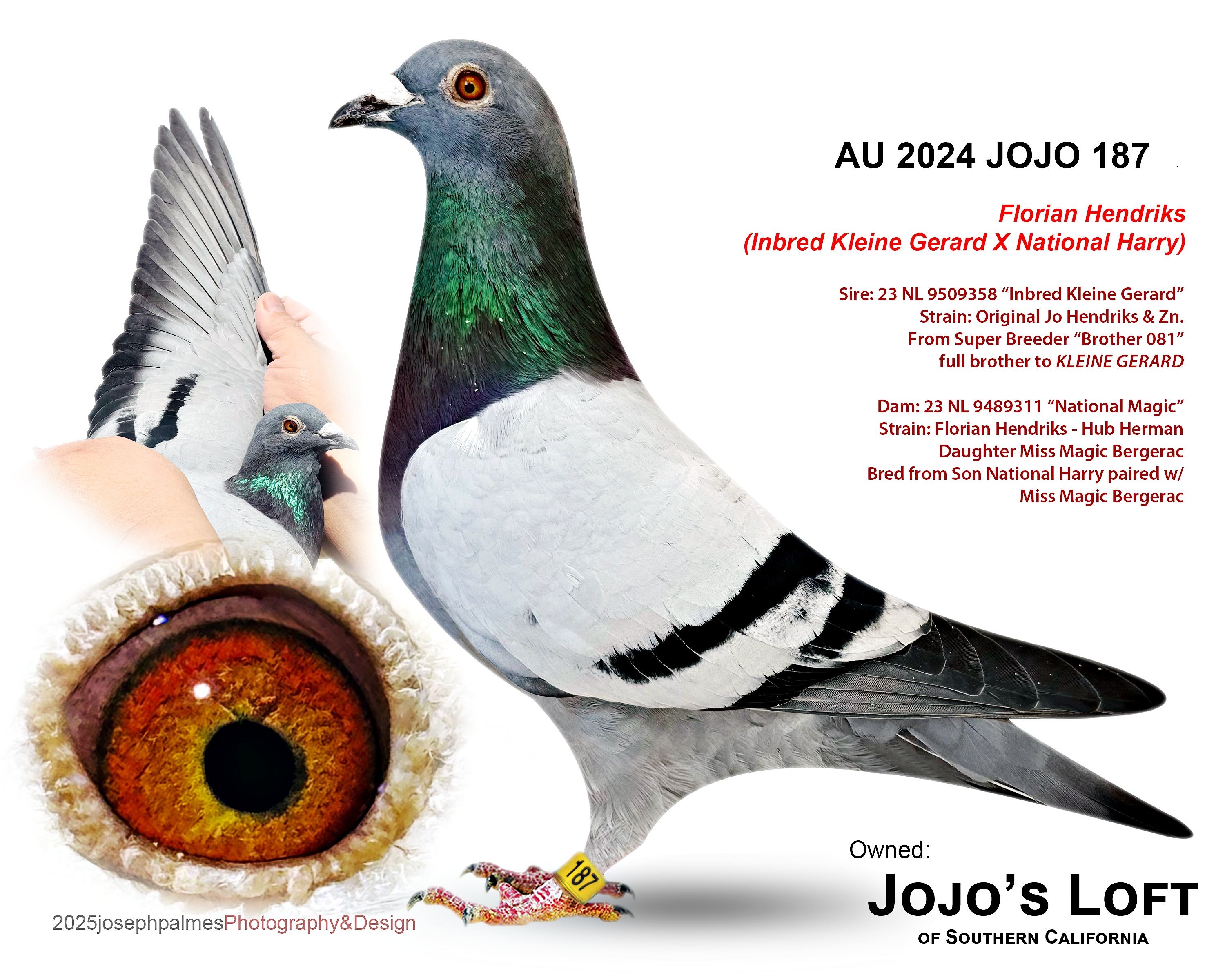 AU 2024 JOJO 187 BB Cock