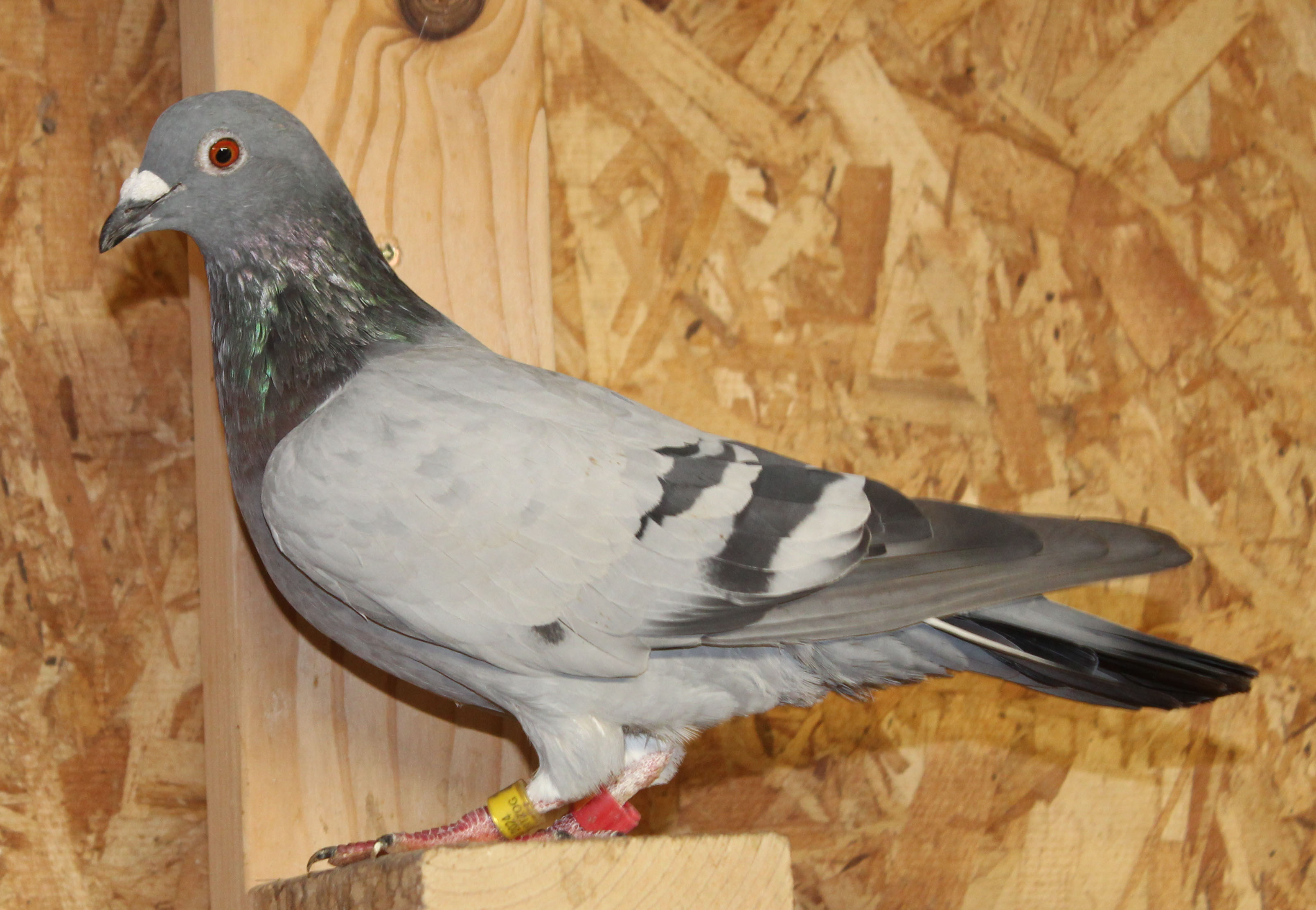 Race-Tested Hen with Foundation Kannibaal Blood