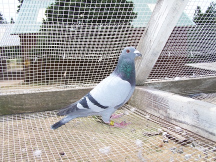Preview Image 1