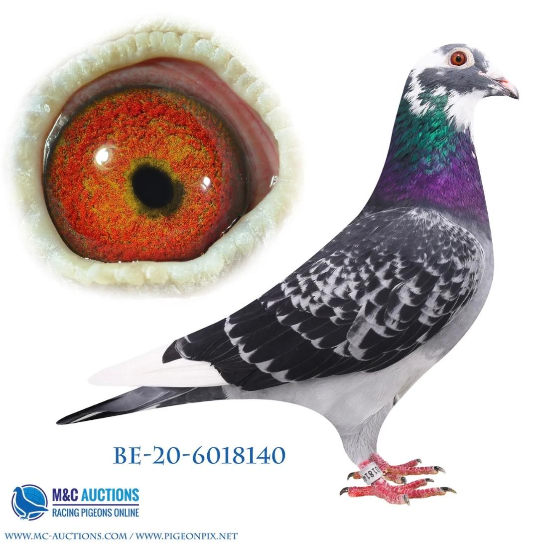 BE 20 6018140 BCSP Cock