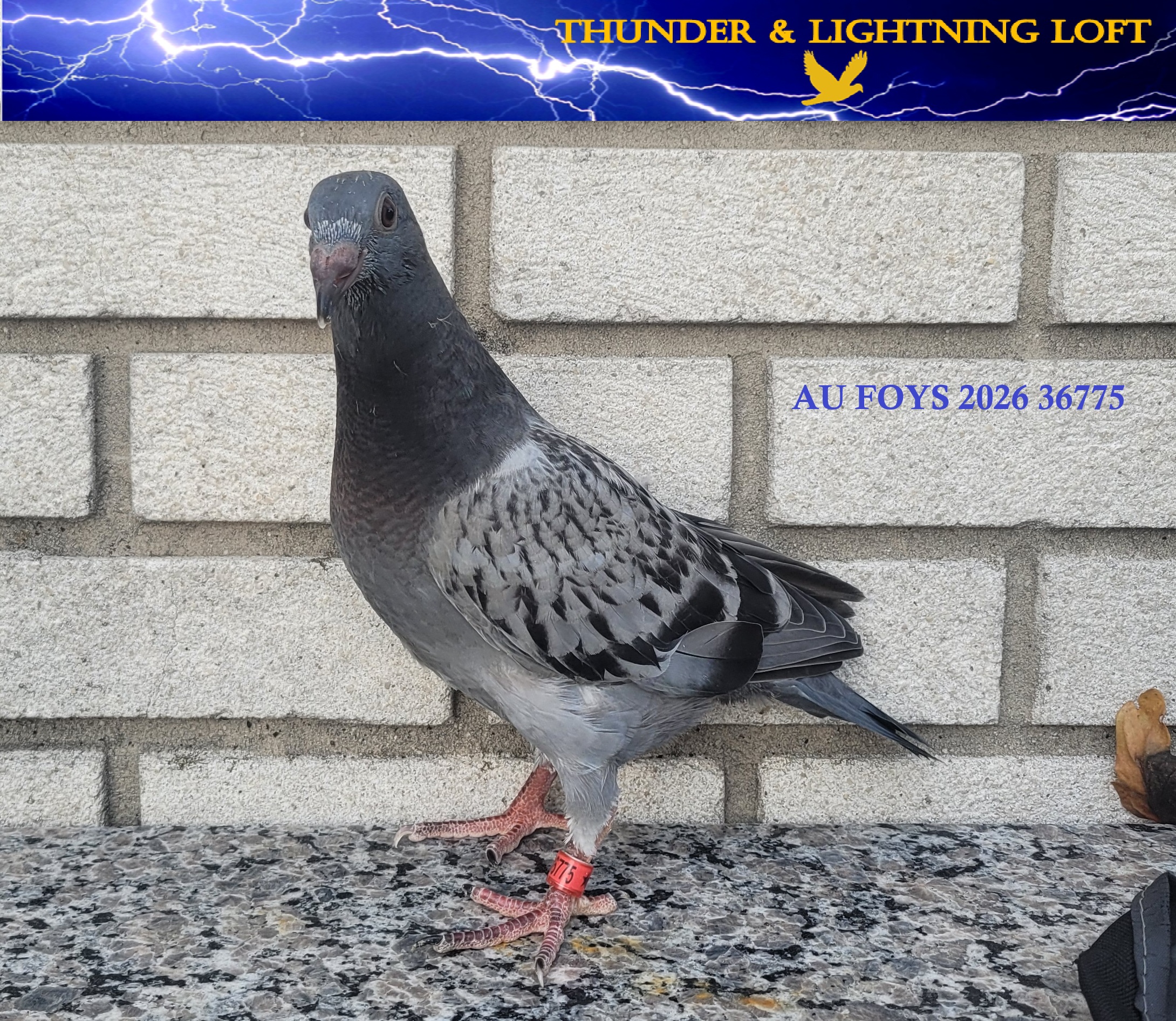 Thunder and Lightning Loft - AU FOYS 2026 36775