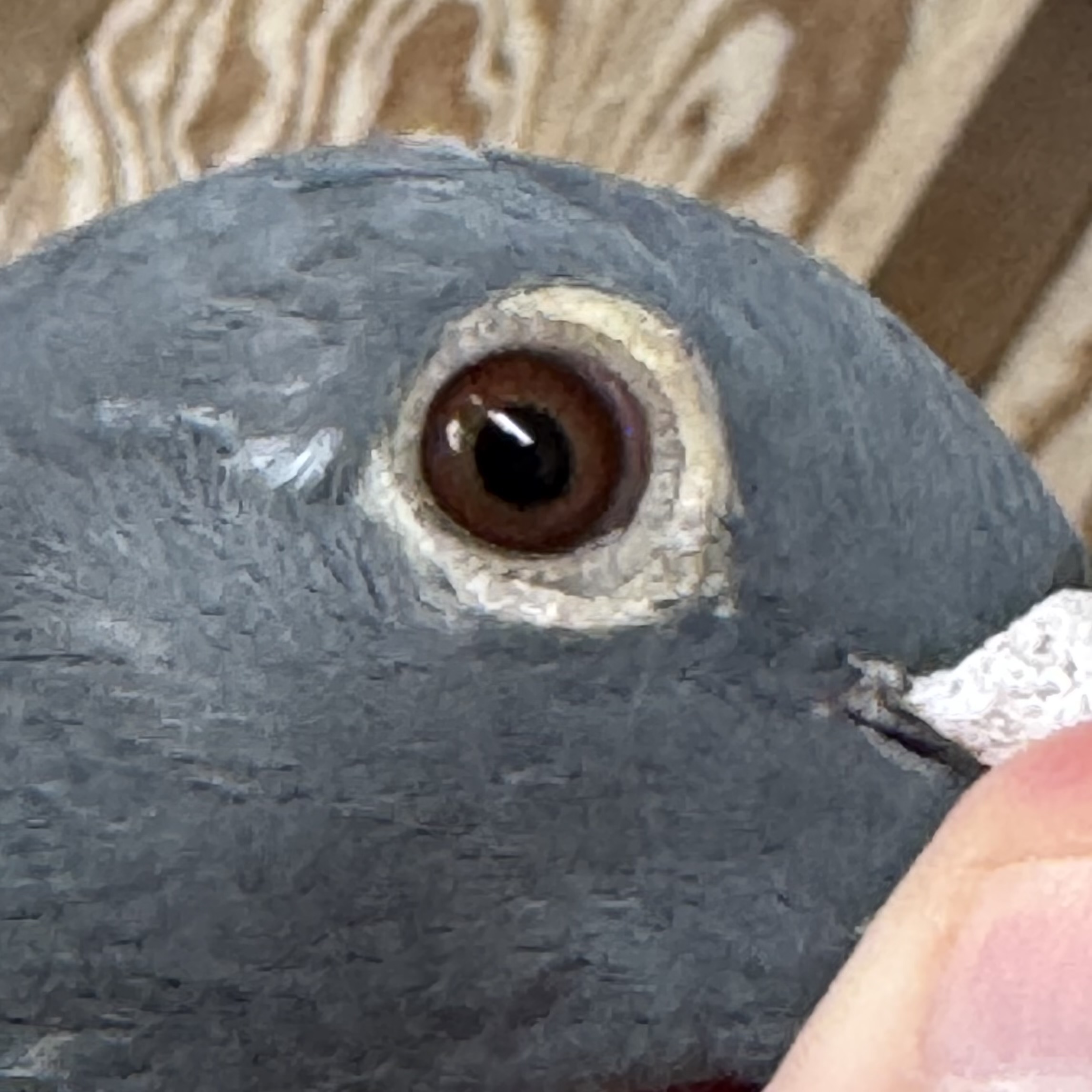 Preview Image 4