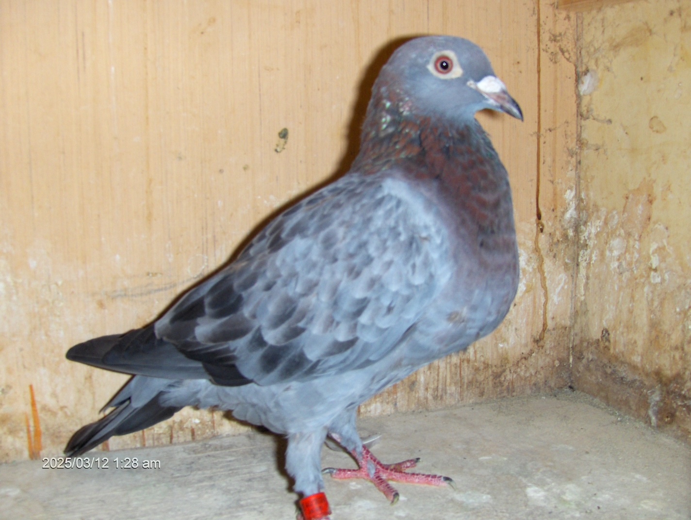 AU-24-JKKK-23    SLATE   HEN   