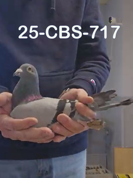 25-CBS-717 Blue cock.