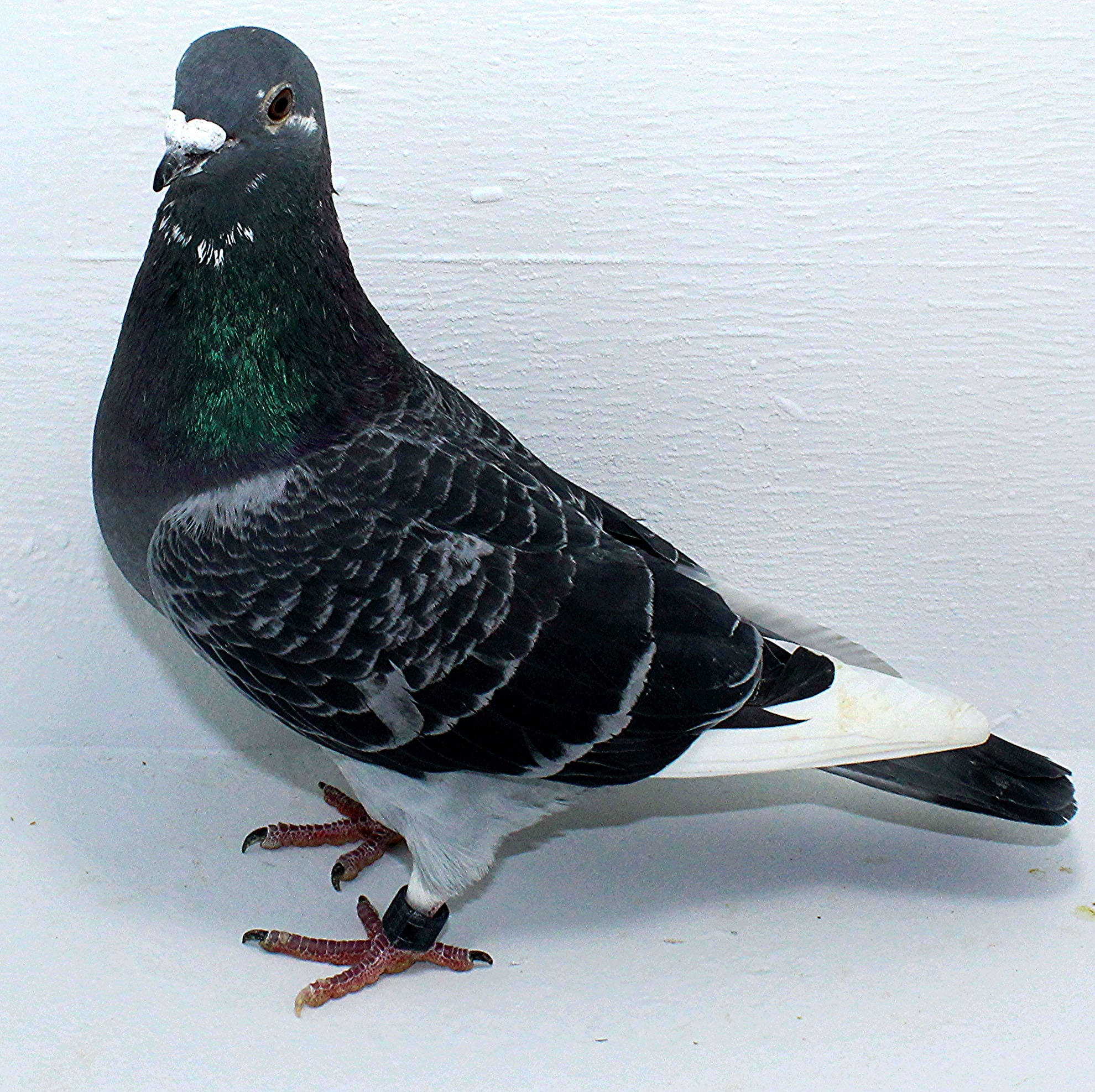 AU 20077 AA 2025 Pure Hansenne Cock