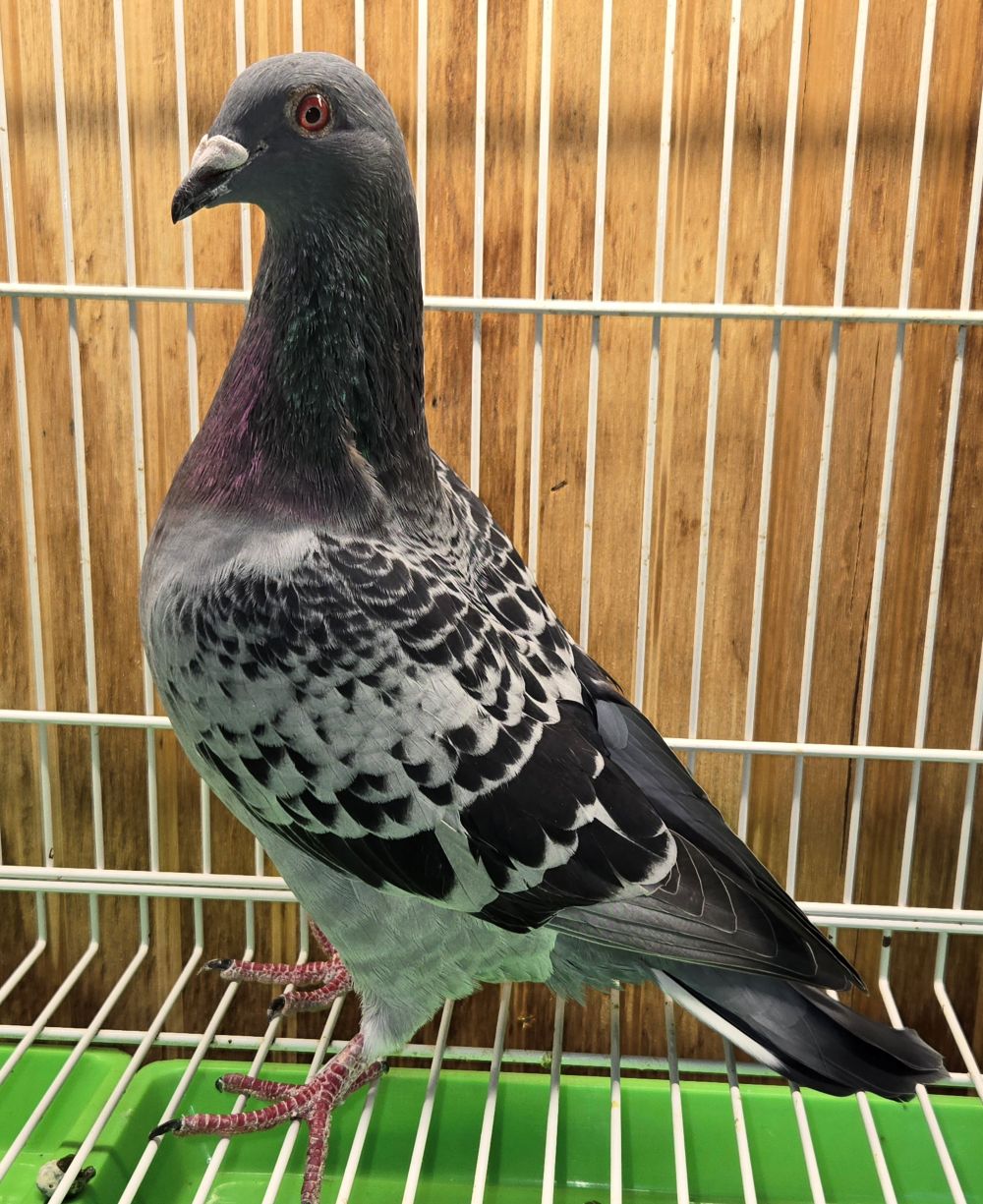 PEACH-25046-25 BC Cock