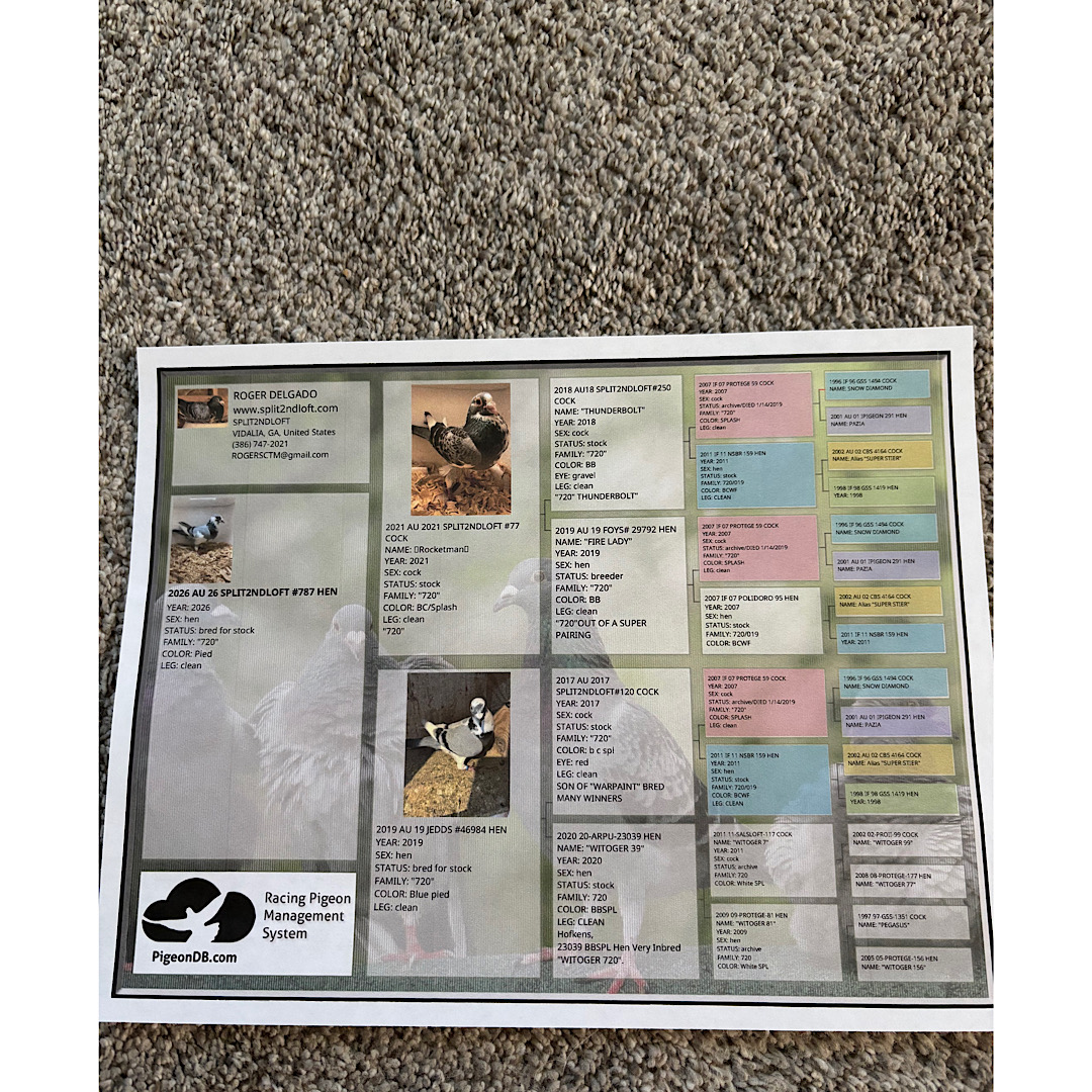 Preview Image 3