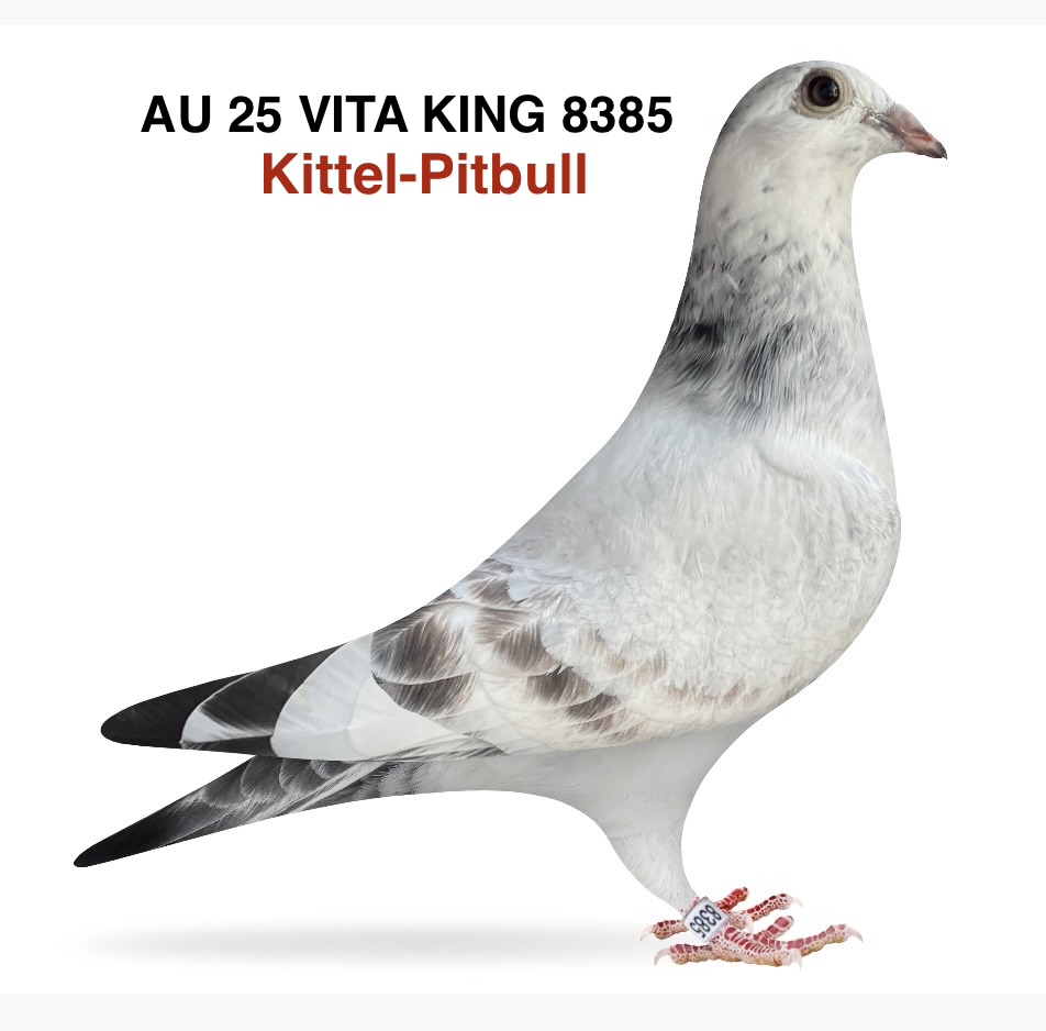 KITTEL- PITBULL 777