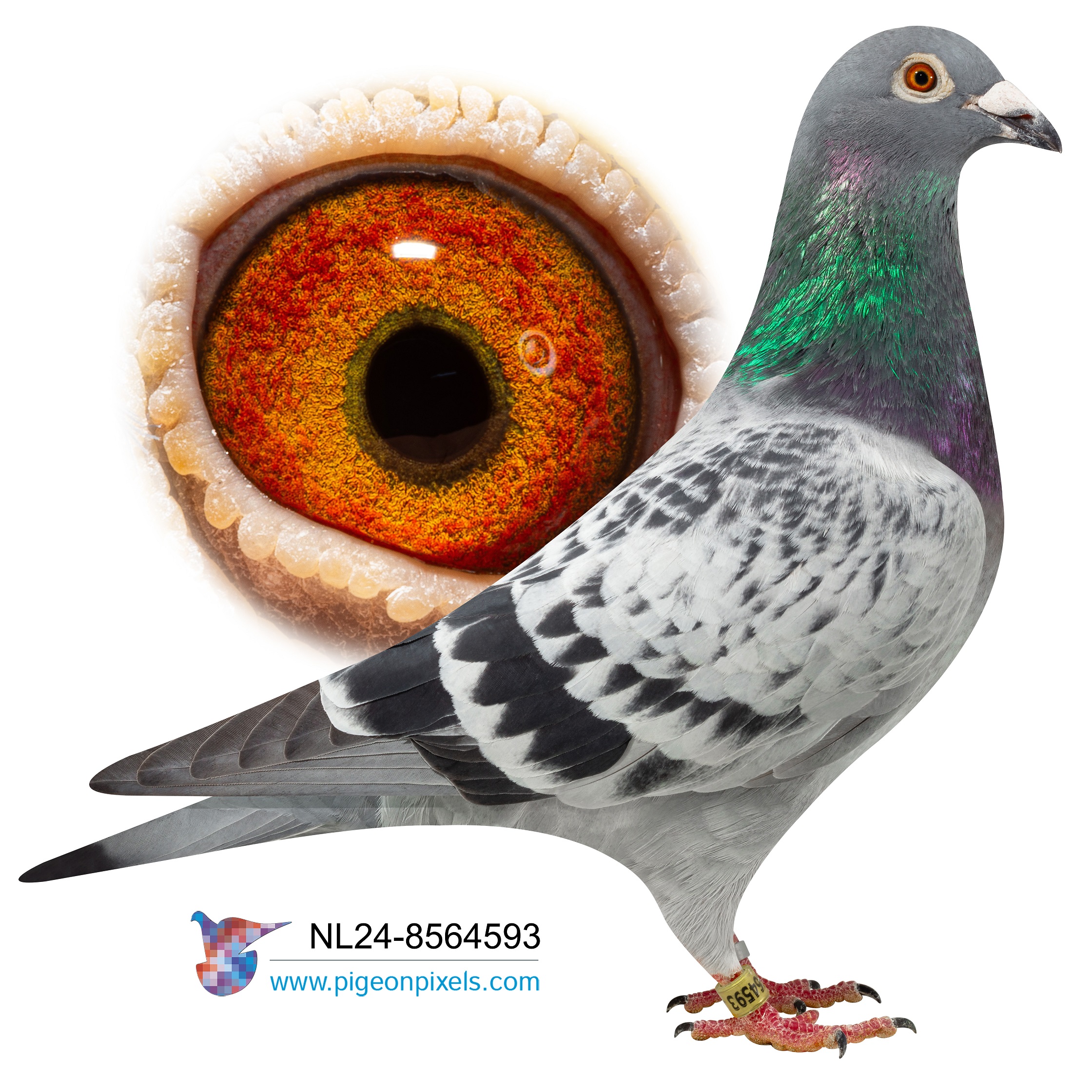 NL2024-8564593 "HARRY 593" CHEQUER COCK
