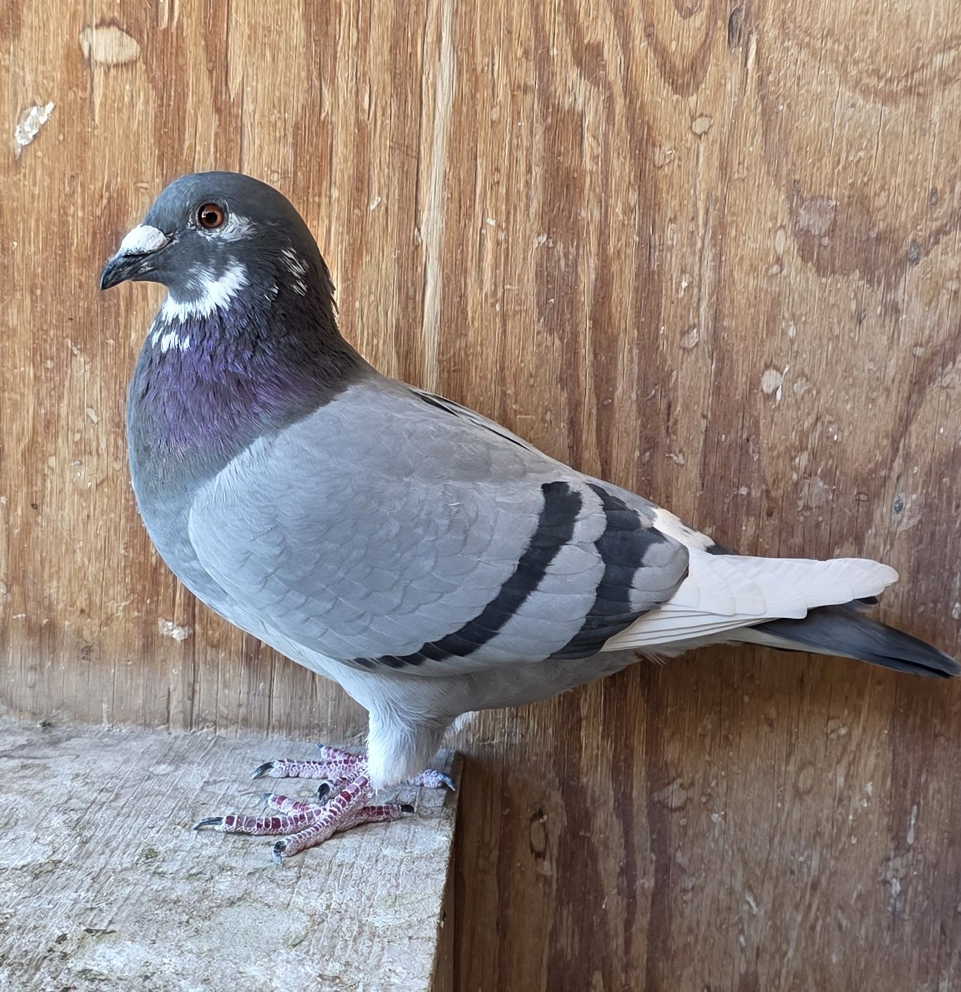 Soontjens Import Hen