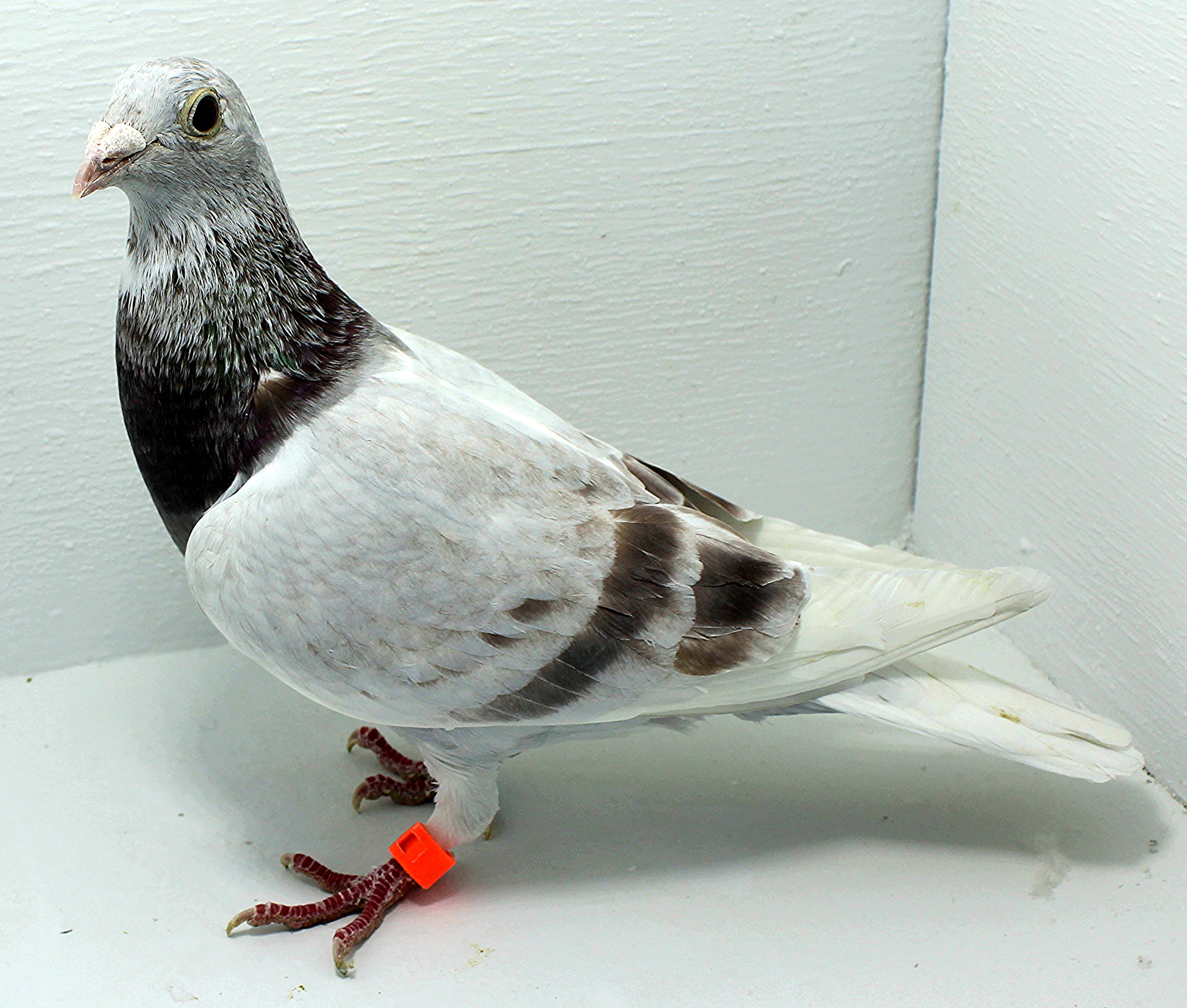 AU 41449 AA 2025 Pure Paul Sion