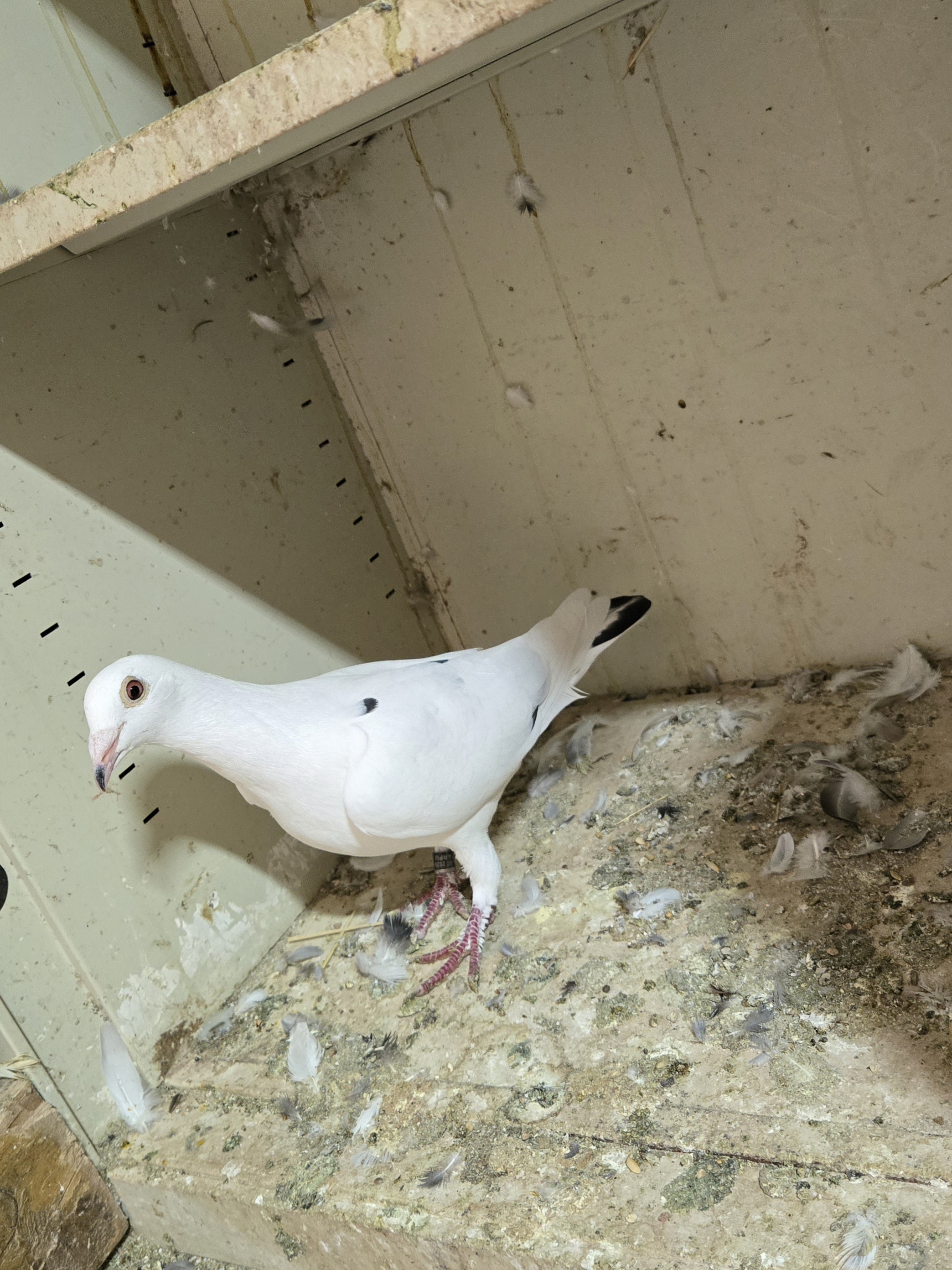 Hen white gryzel