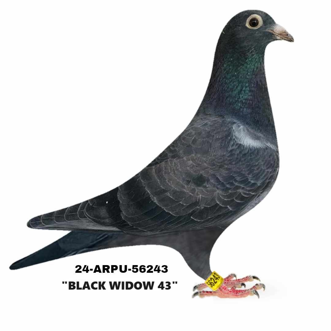 Preview Image 1