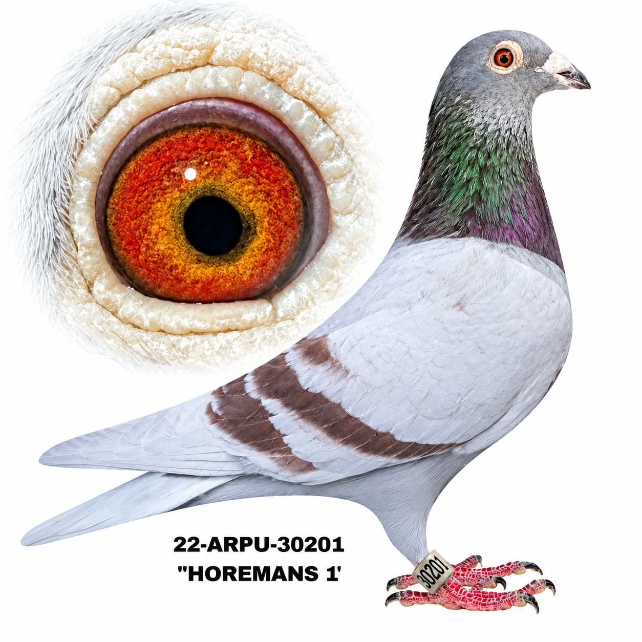 22-ARPU-30201 Silver cock.