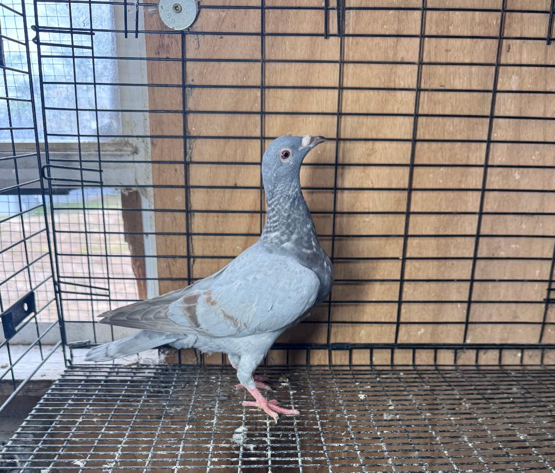 453 REC OPAL WOLVERINE TIME BOMB 