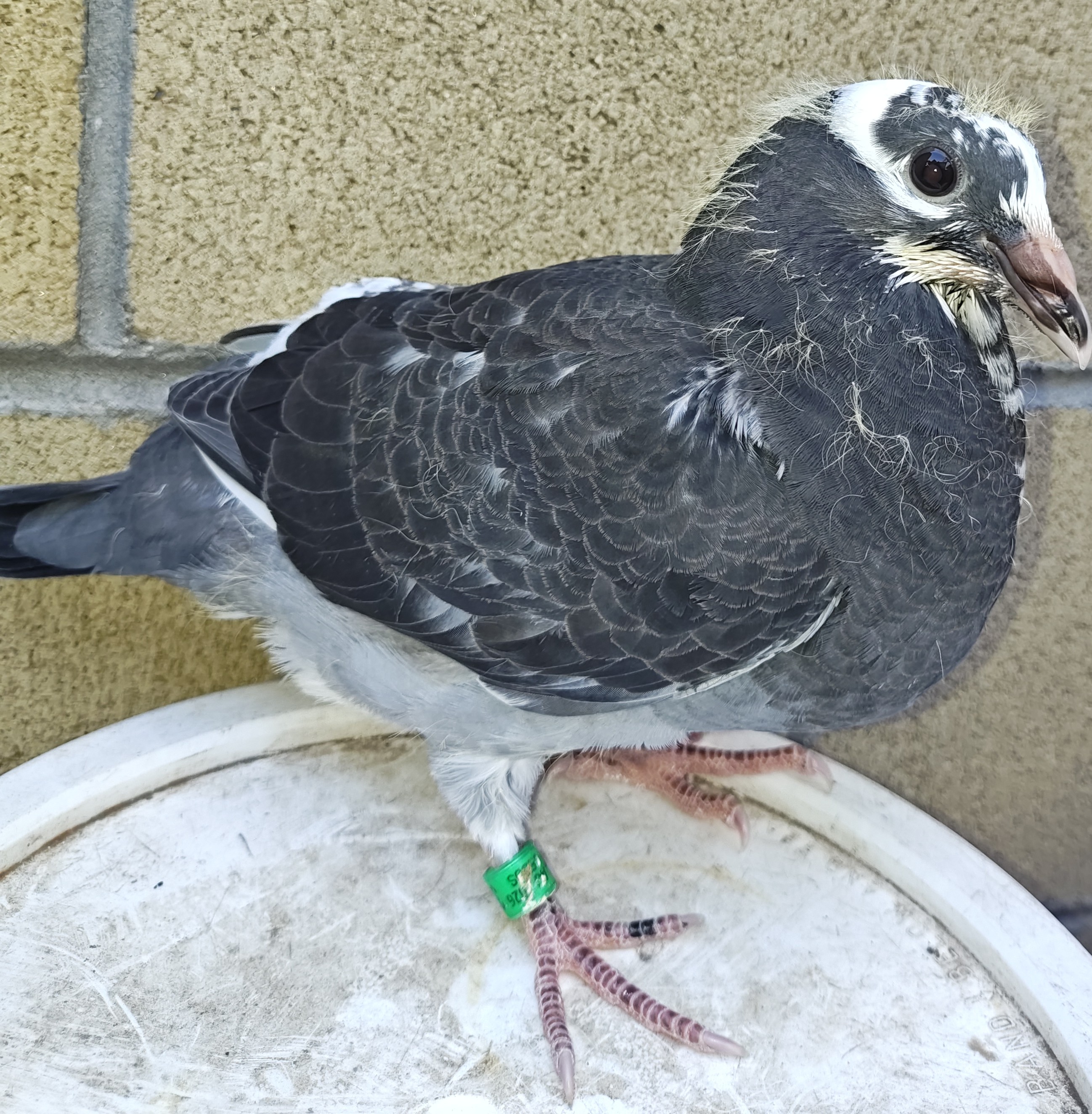 Dark Checker White Fly Nemeth 