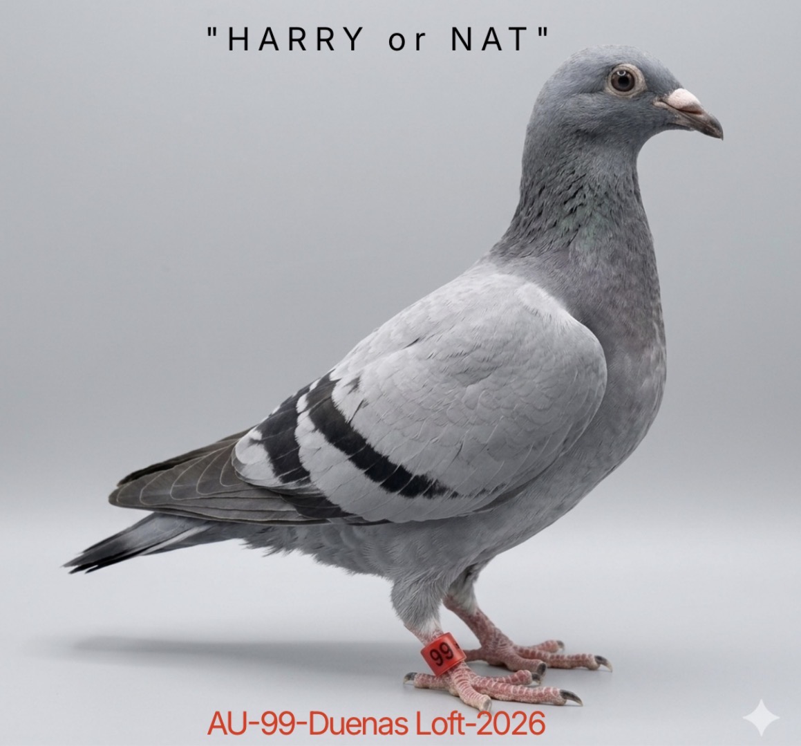 HARRY/ORNAT (Late hatch)